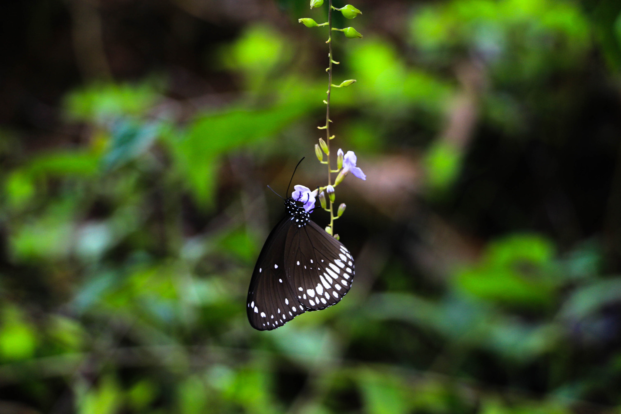 Canon EOS 100D (EOS Rebel SL1 / EOS Kiss X7) sample photo. Butterfly photography