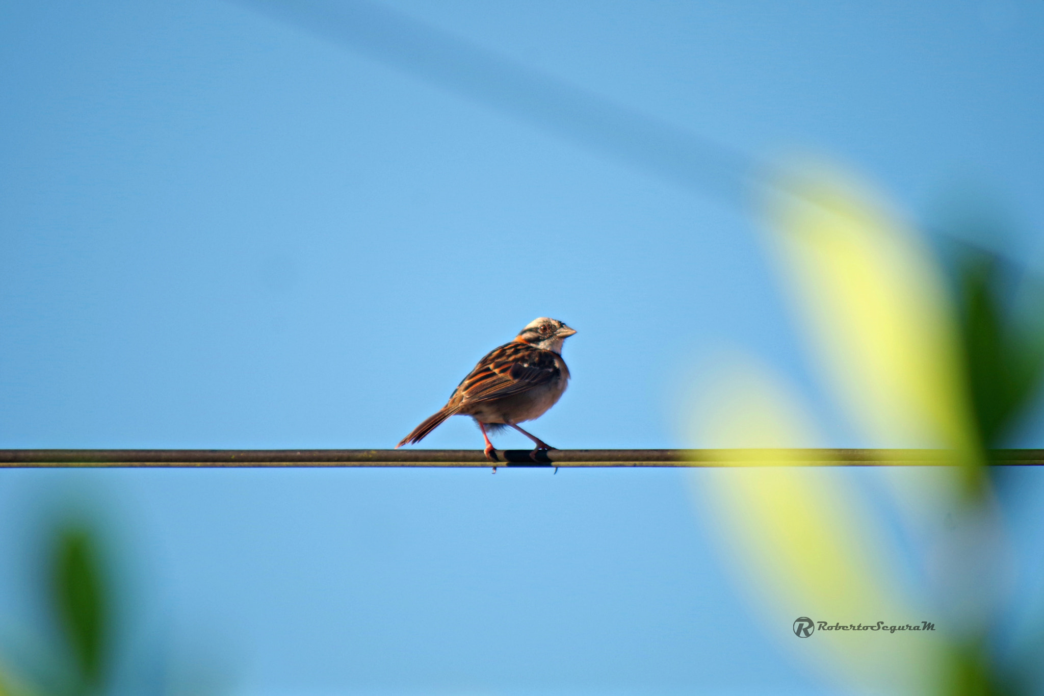 Pentax K-S2 sample photo. Mi cable photography