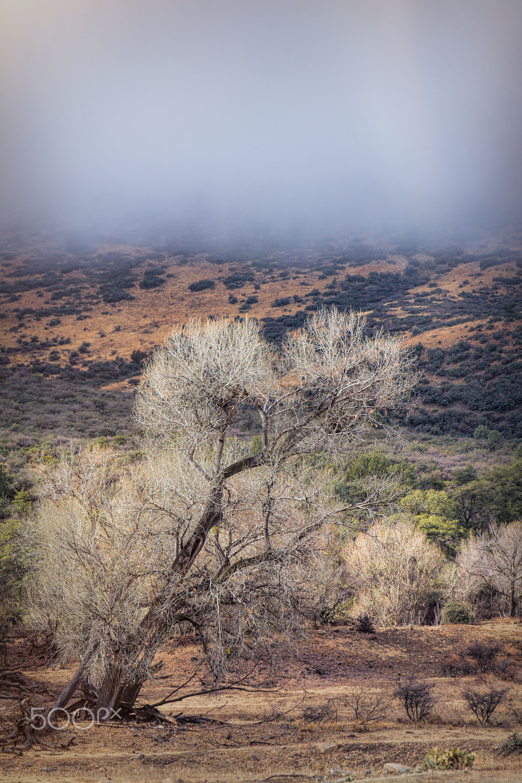 Nikon AF-S DX Micro-Nikkor 85mm F3.5G ED VR sample photo. Morning fog photography