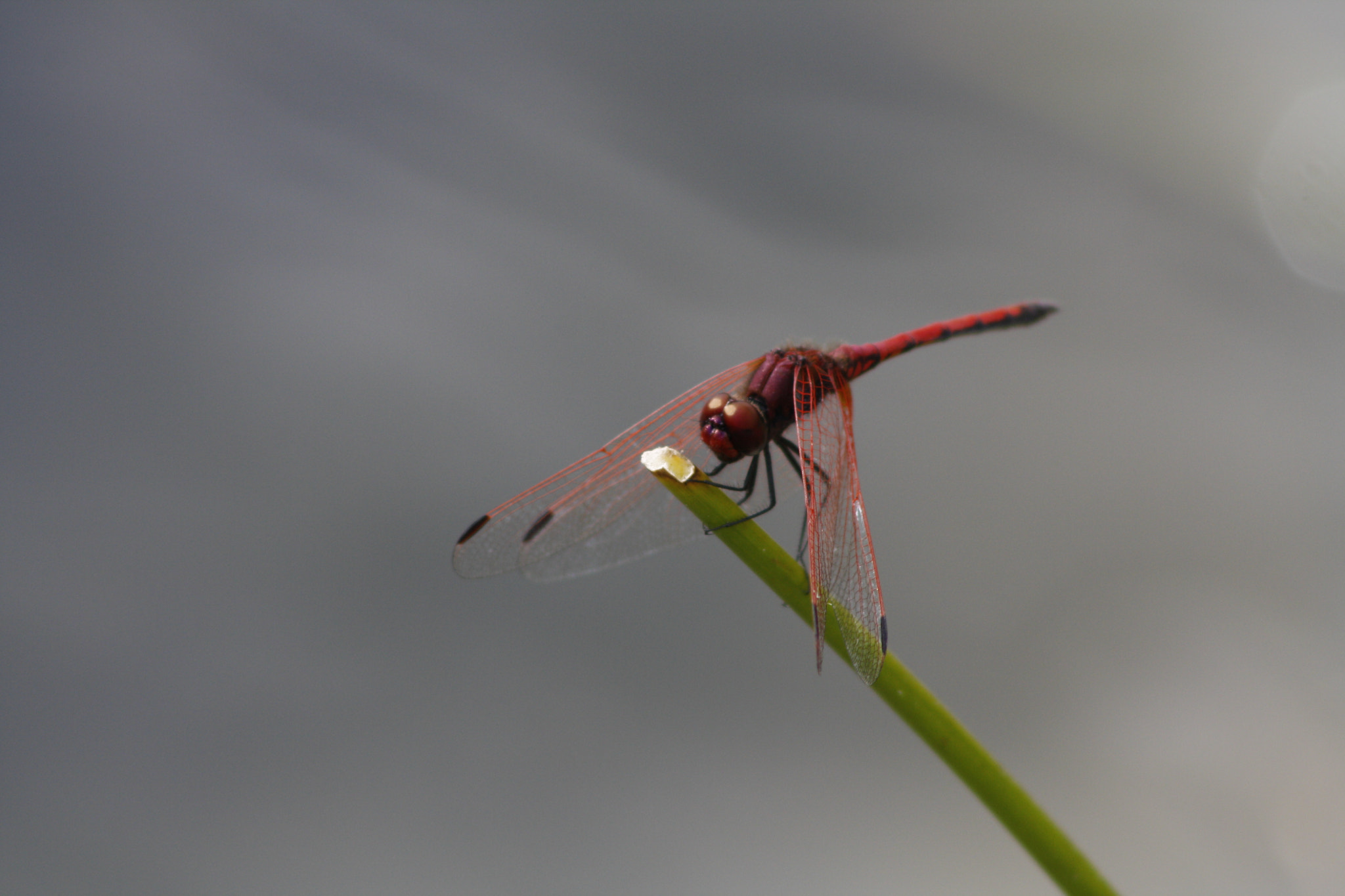 Canon EF 75-300mm f/4-5.6 USM sample photo. Mg photography