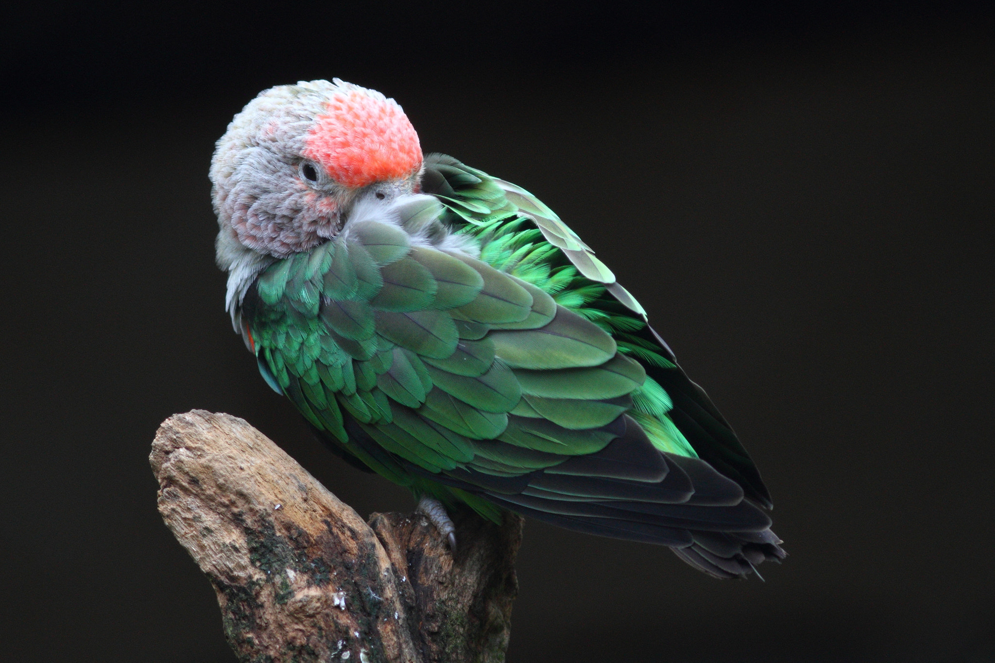 Canon EOS 7D + Canon EF 300mm F4L IS USM sample photo. Brown - necked parrot photography