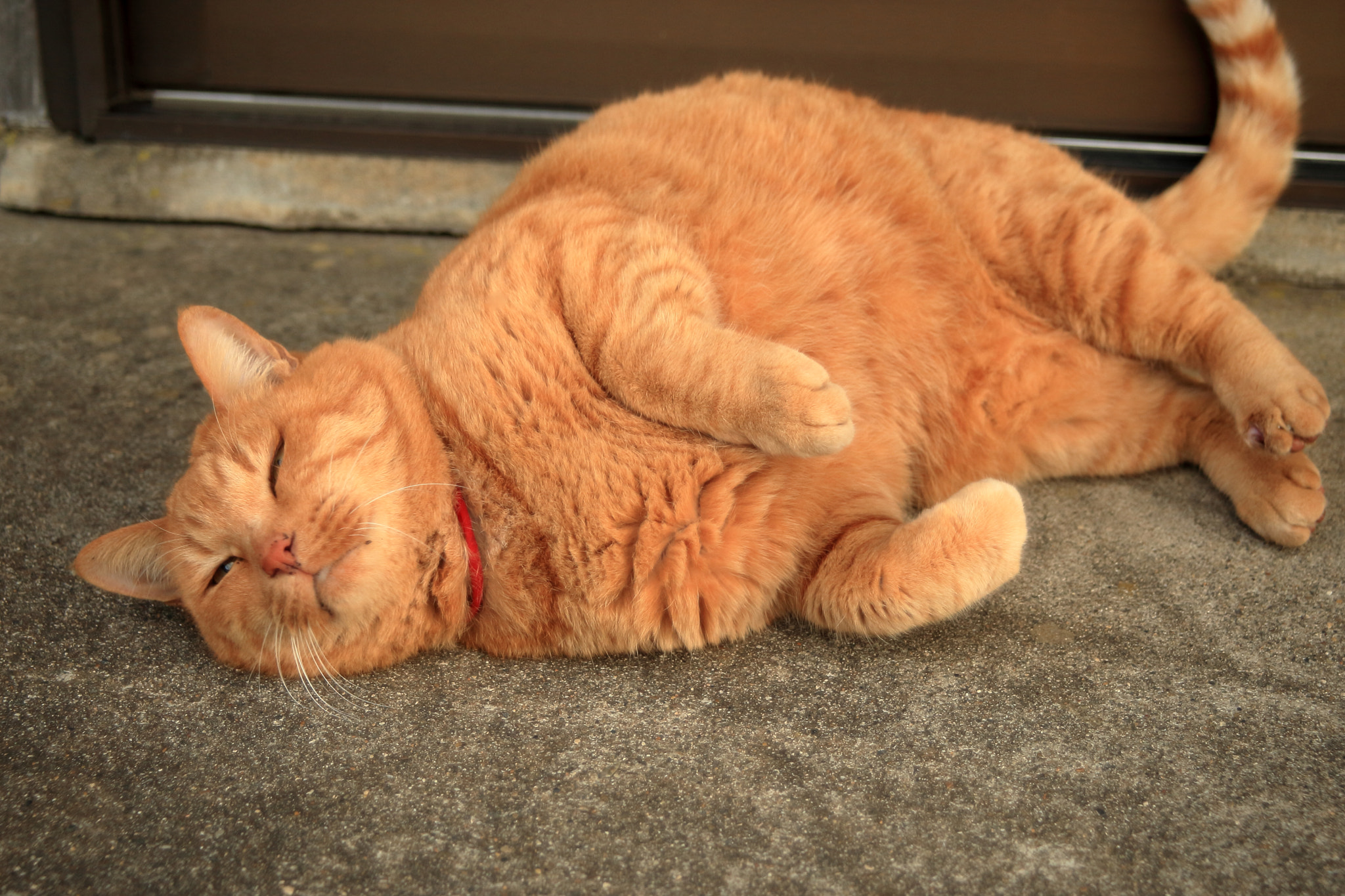 Canon EF 28-80mm f/3.5-5.6 USM sample photo. I allow to you stroking. photography