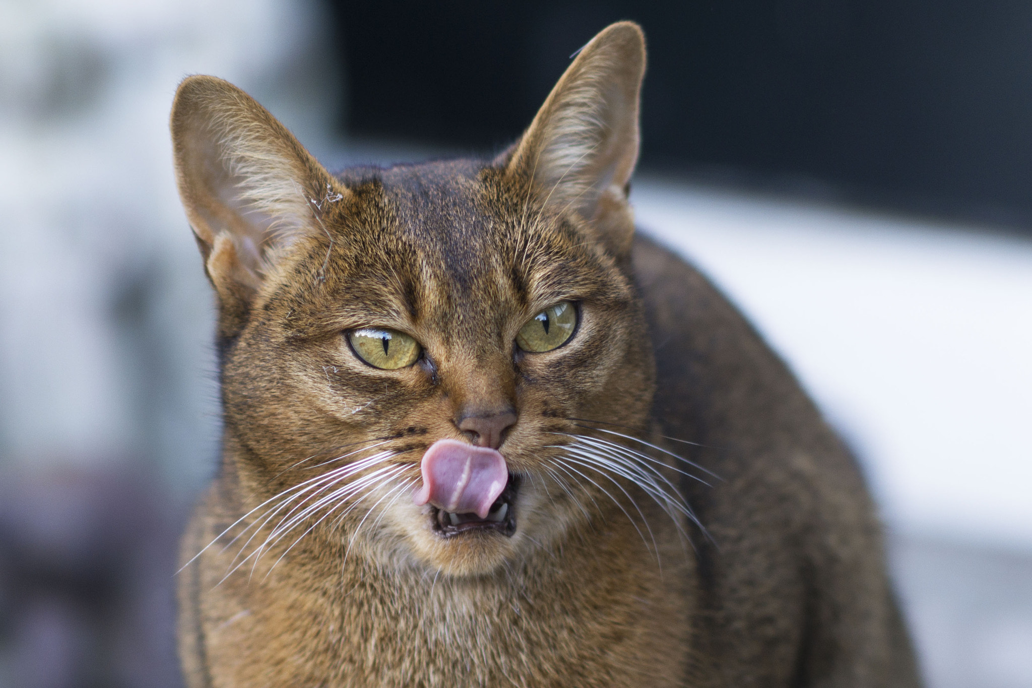 Sony Sonnar T* 135mm F1.8 ZA sample photo. Abyssinian cat photography