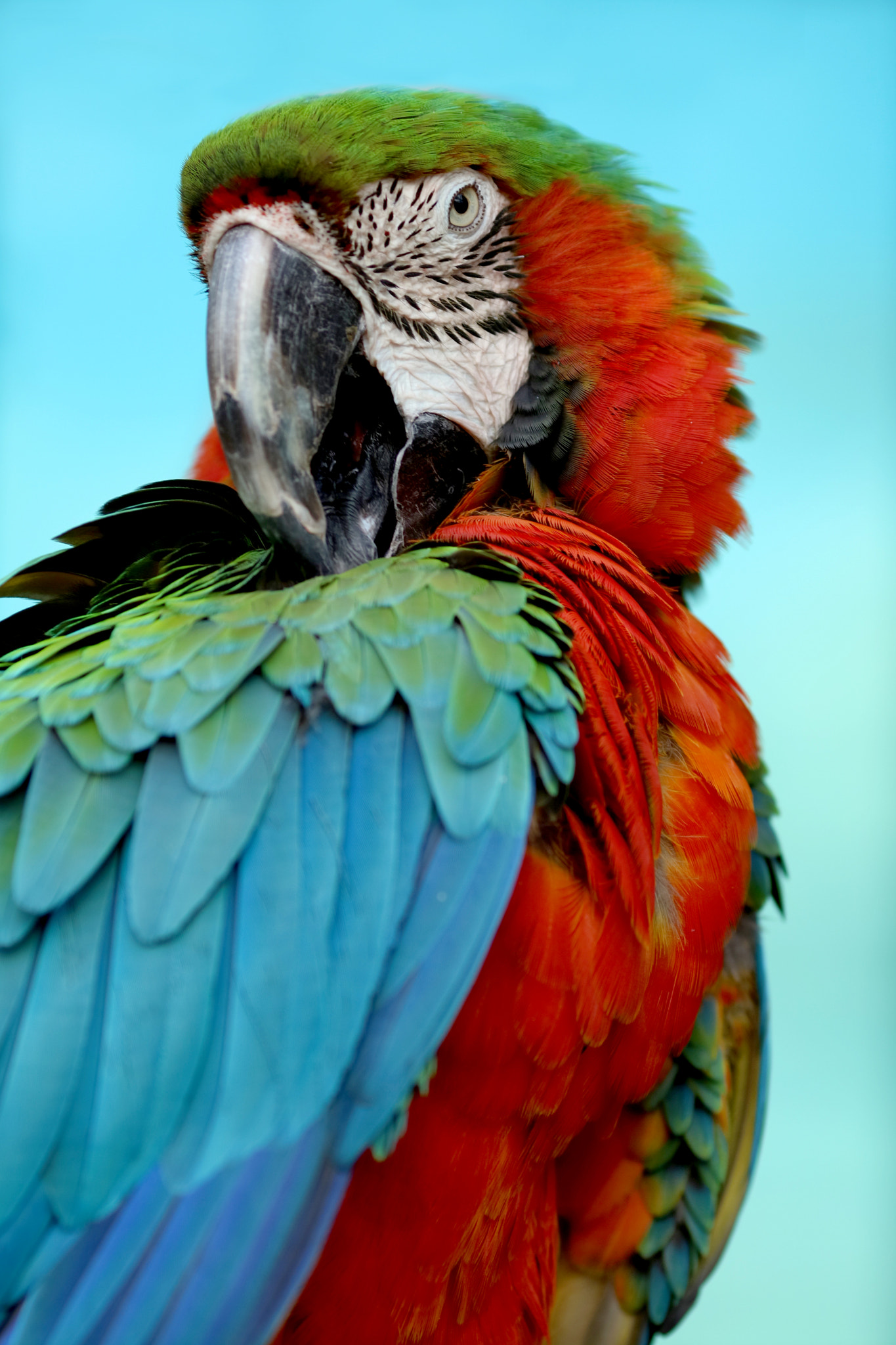 Canon EOS M3 sample photo. Macaw photography