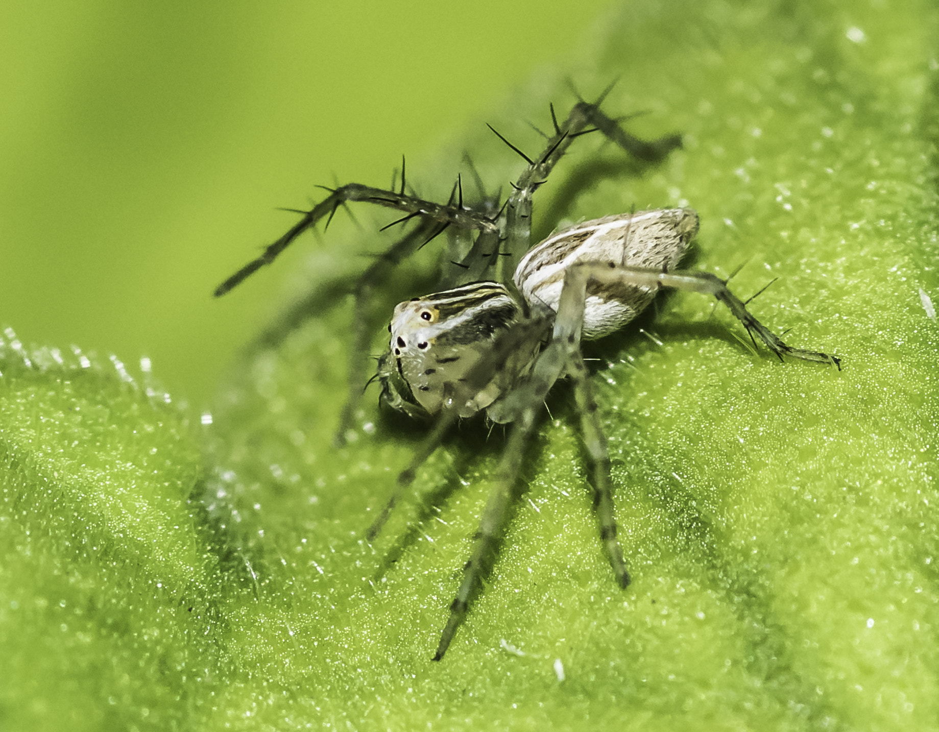 Nikon D5300 + Tokina AT-X Pro 100mm F2.8 Macro sample photo. Oxyopes salticus photography