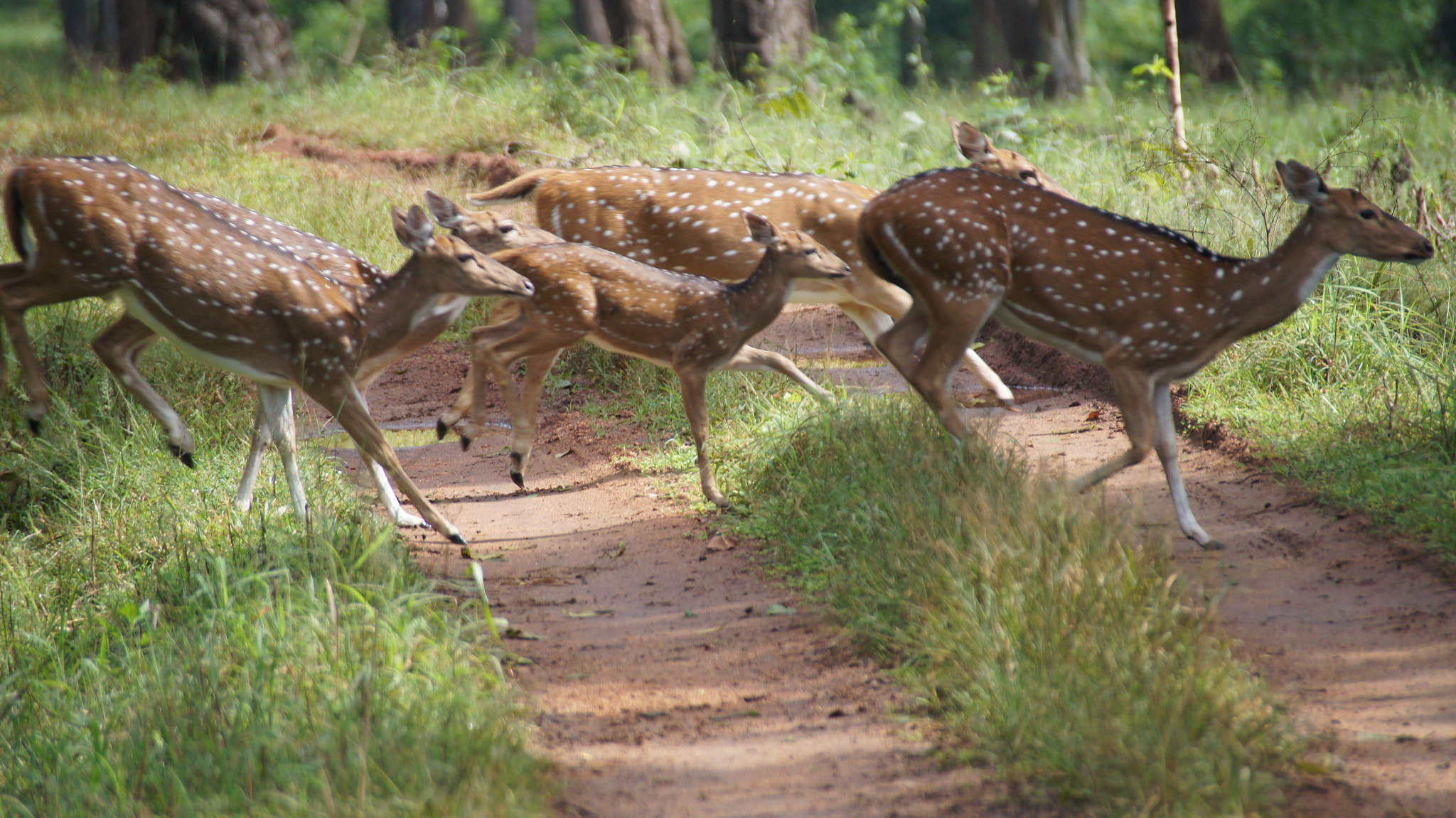 Sony SLT-A35 sample photo. Kabini safari  photography