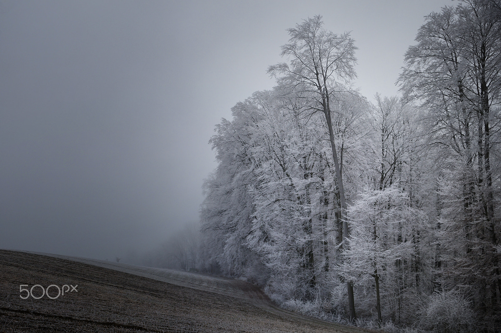 Sony DT 18-135mm F3.5-5.6 SAM sample photo. Winter photography