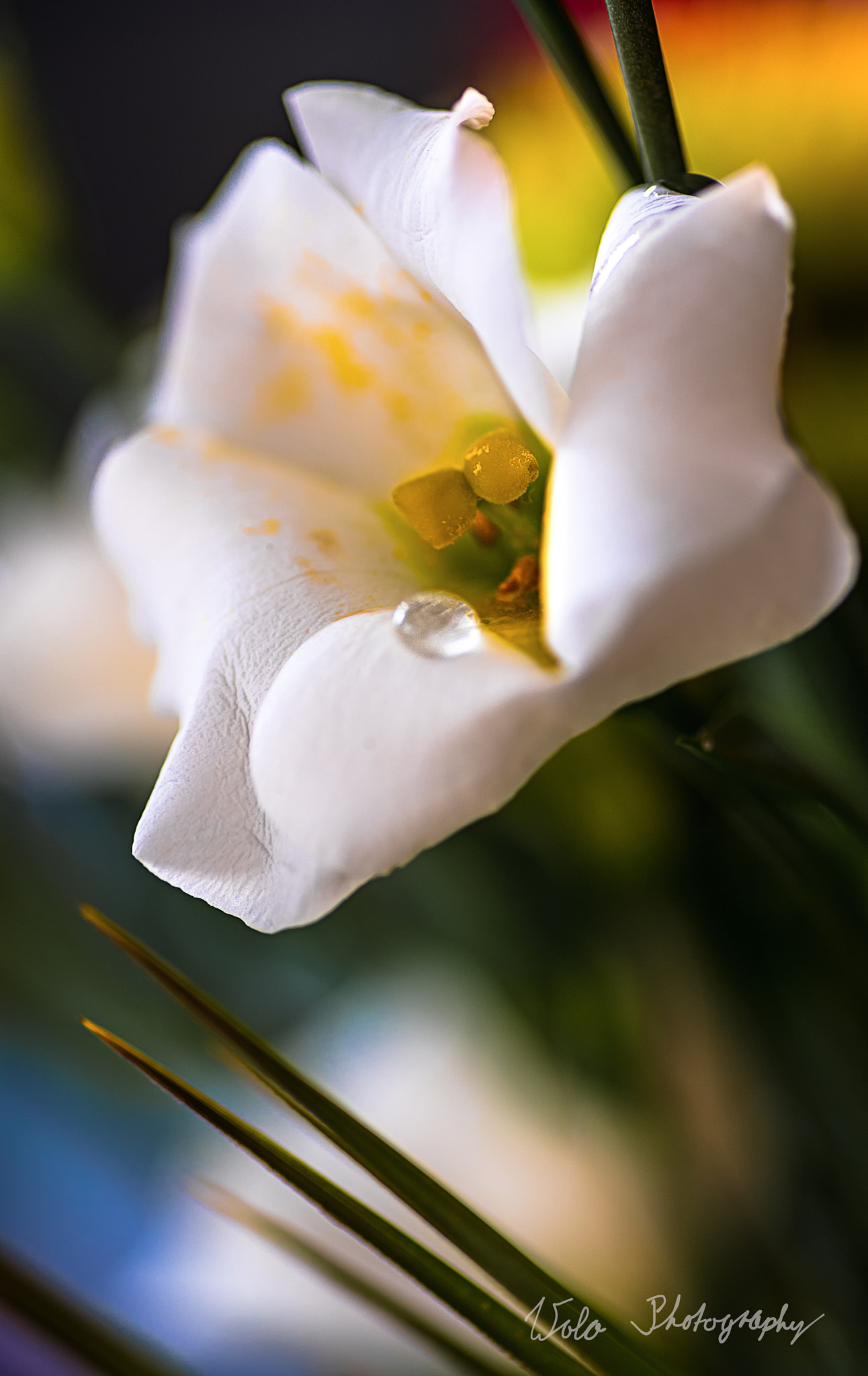 Nikon D750 + Tokina AT-X Pro 100mm F2.8 Macro sample photo. White flower photography