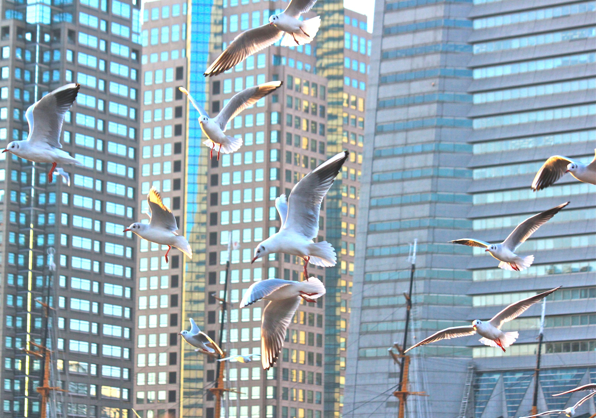 Canon EOS 550D (EOS Rebel T2i / EOS Kiss X4) sample photo. Seagulls flying towards the future photography