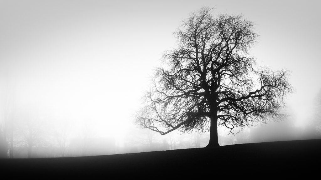 Sony a7 sample photo. Tree in the fog photography