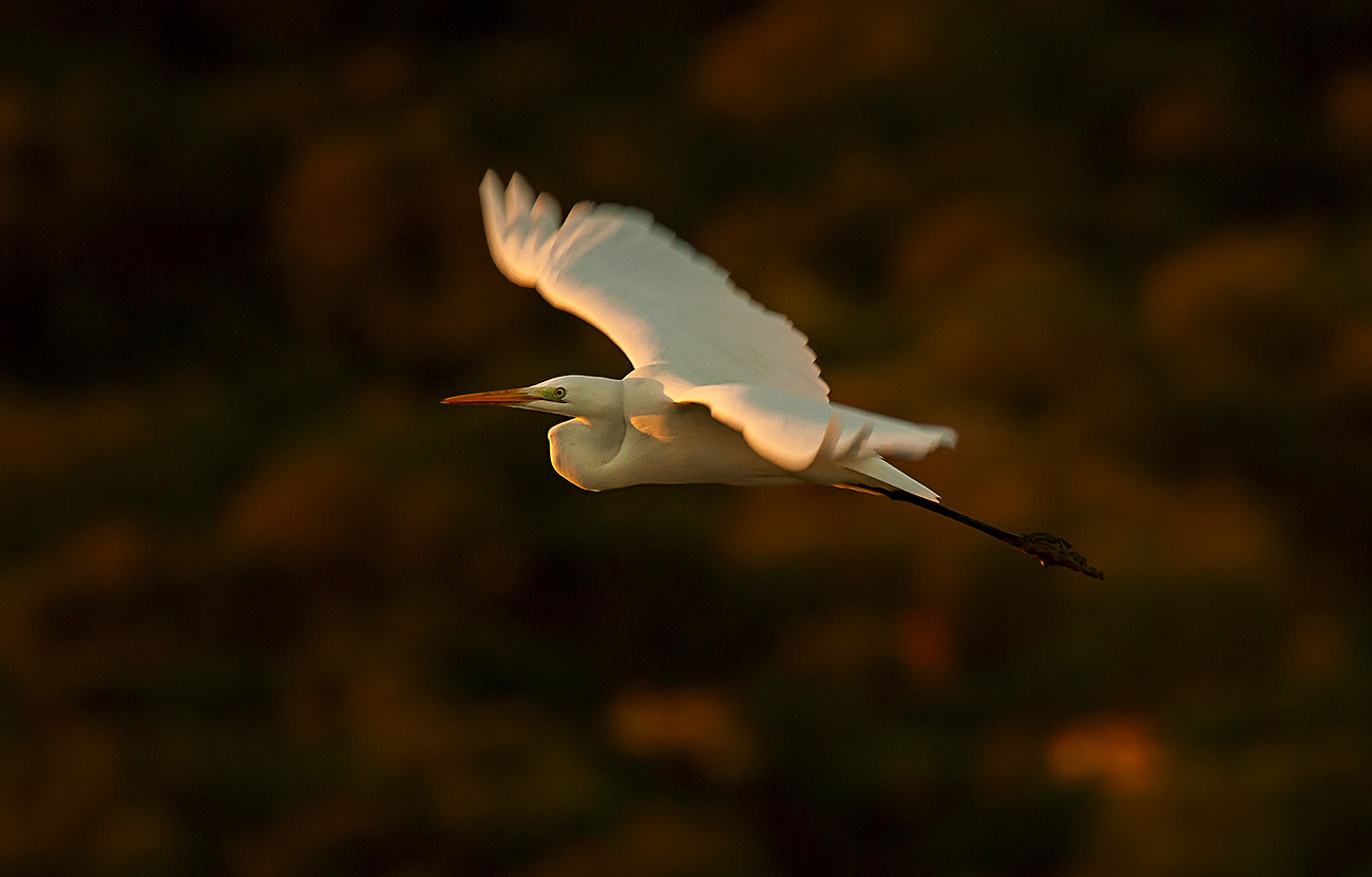 Sigma 100-300mm f/4 sample photo. Garza photography