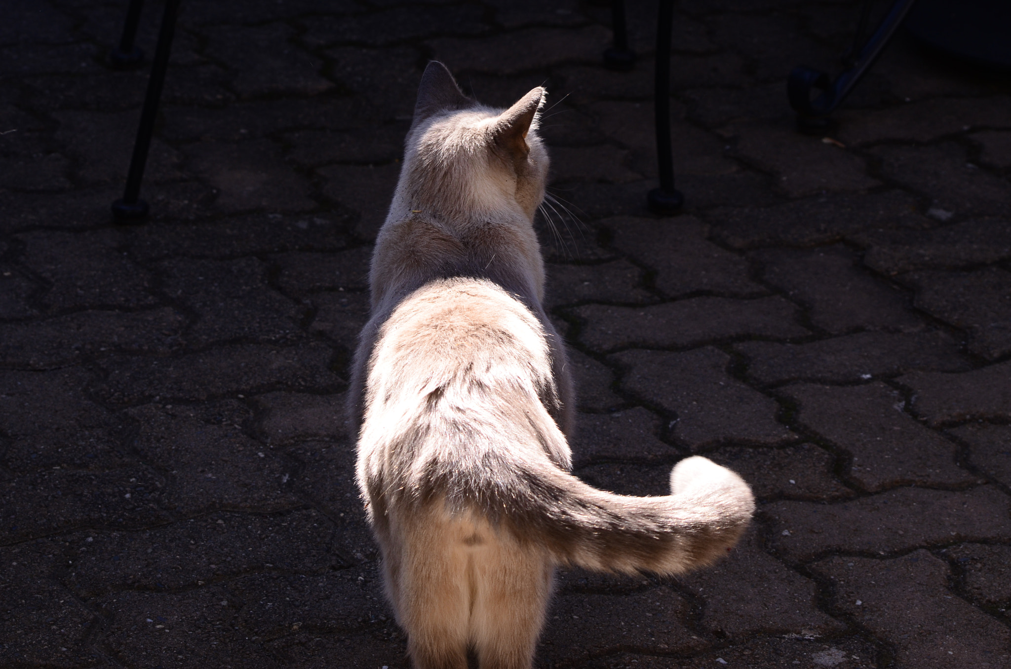 Sigma 70-300mm F4-5.6 APO Macro Super II sample photo. Guess i've been told photography