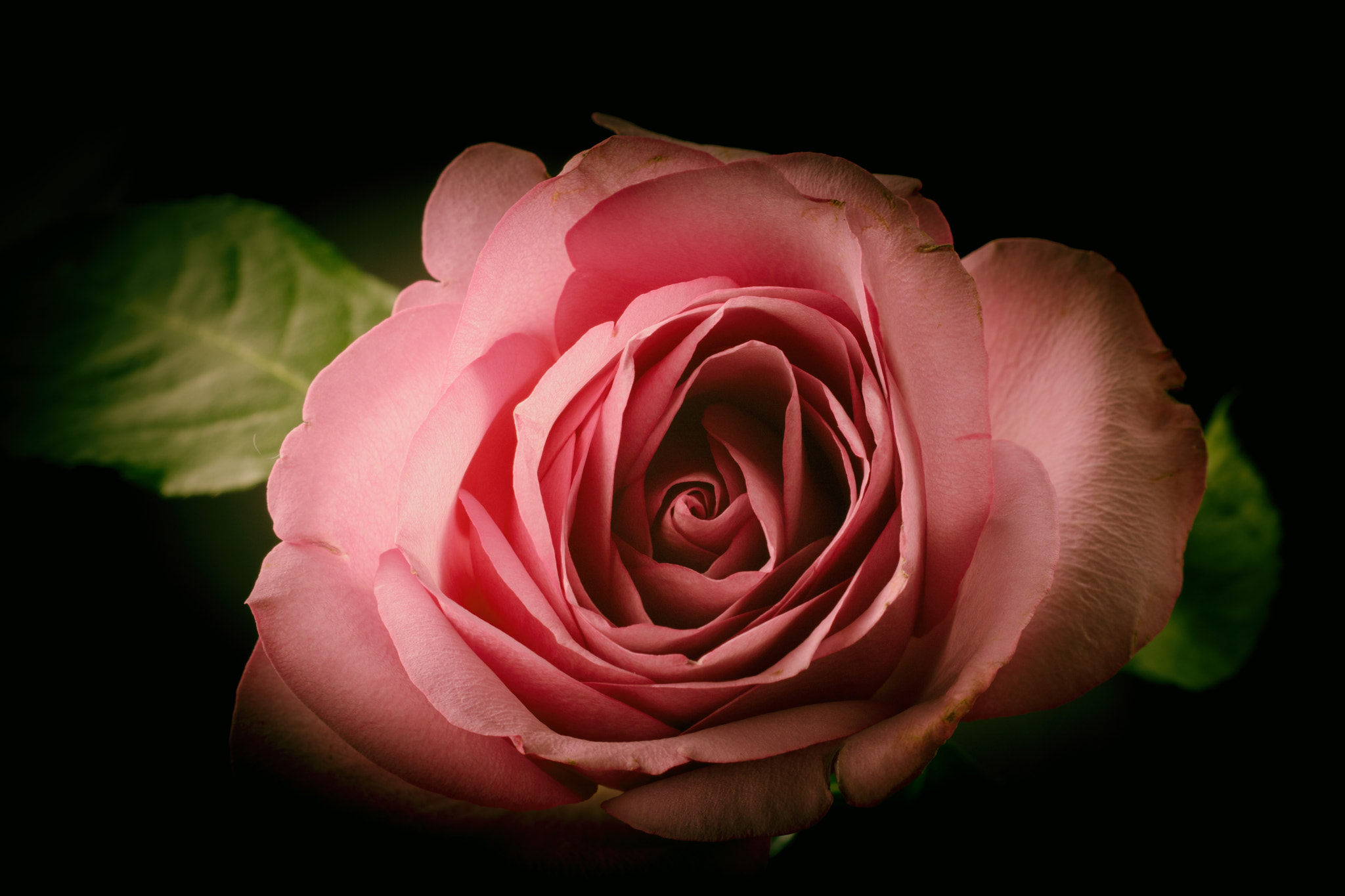 Canon EF 28-90mm f/4-5.6 sample photo. Rose glow photography