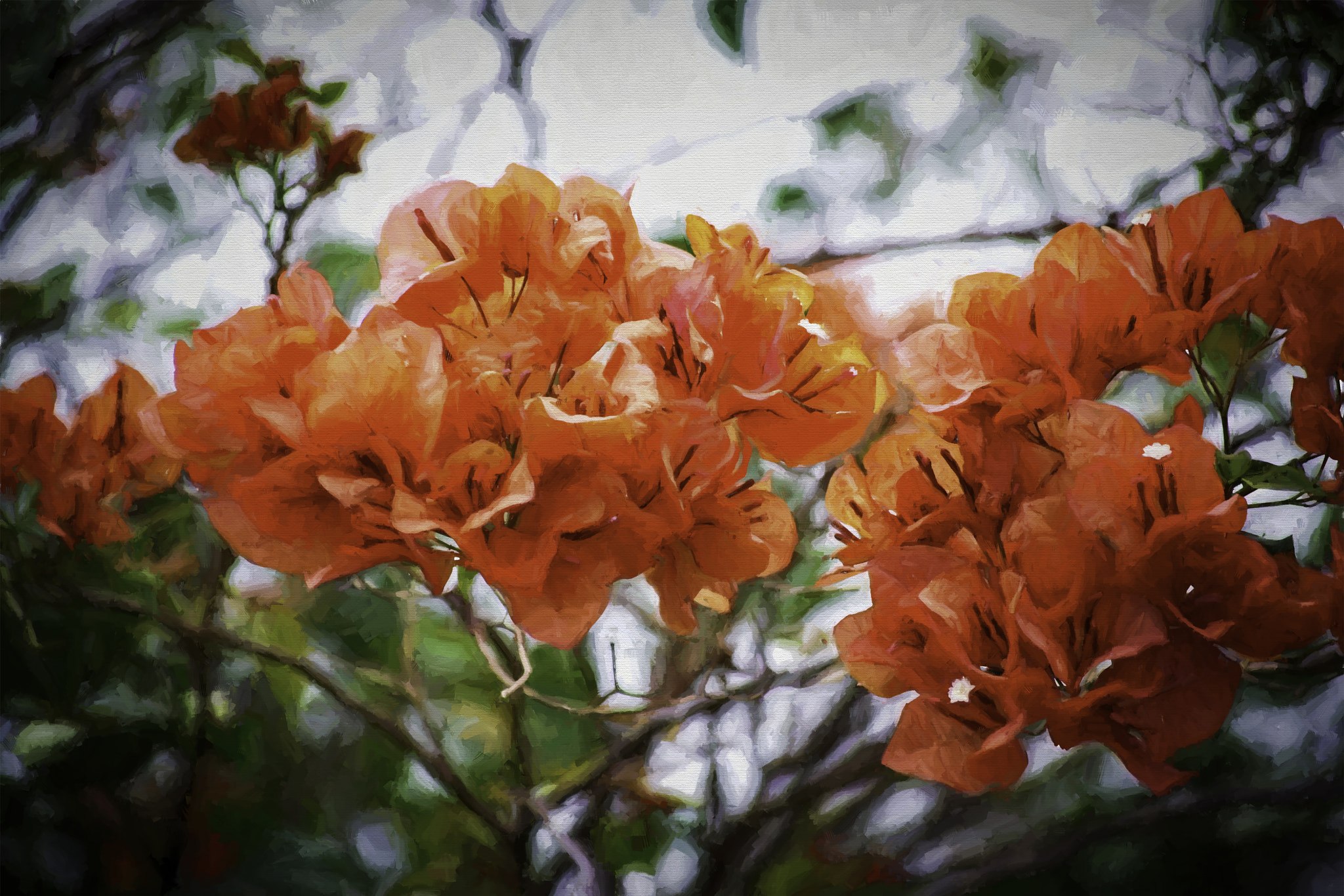 55.0-200.0mm f/4.0-f/5.6 sample photo. Salmon bougainvillea photography