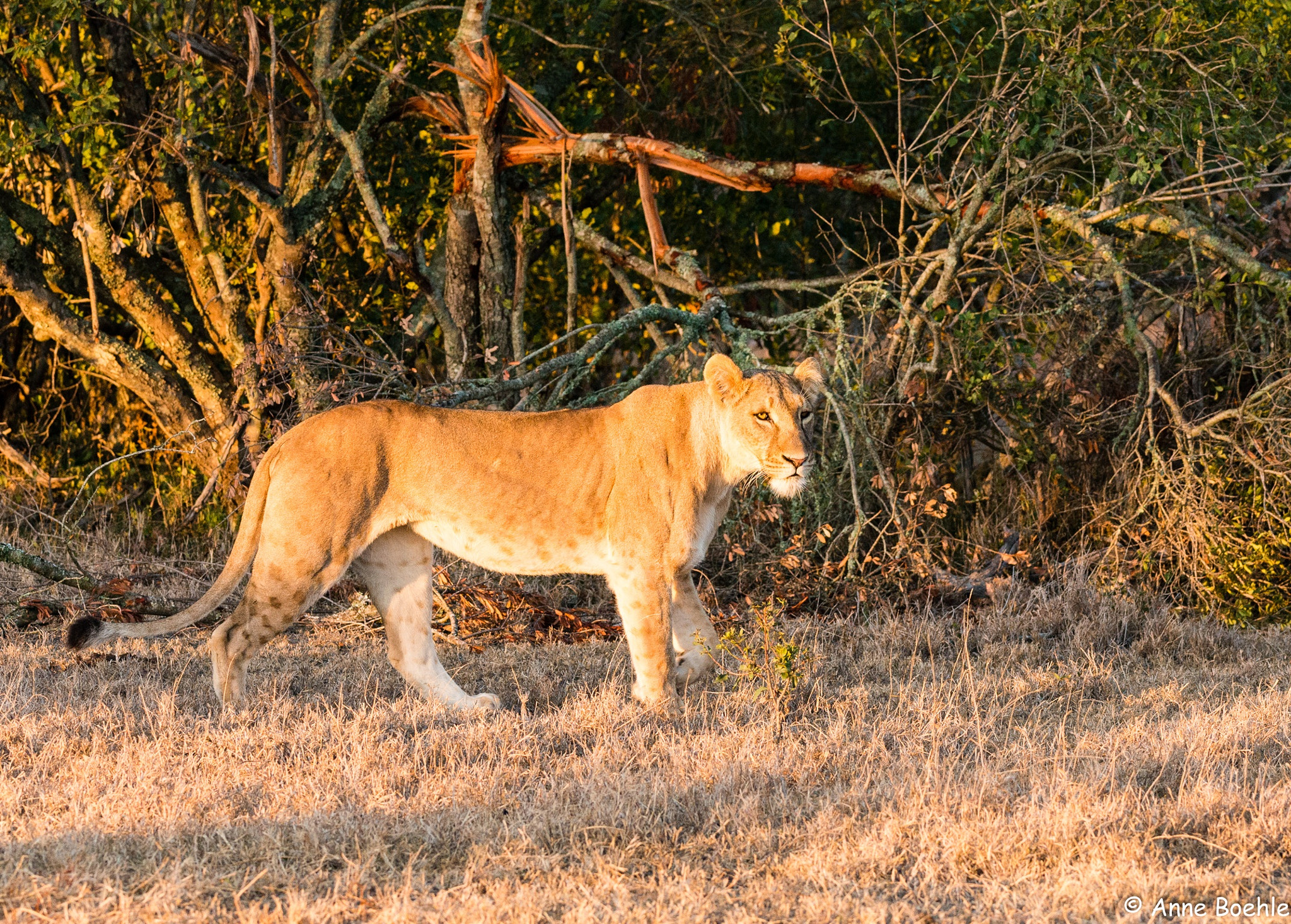 Nikon D800 + Nikon AF-S Nikkor 200-400mm F4G ED VR II sample photo. Lioness in morning light, ol pejeta conservancy, kenya photography