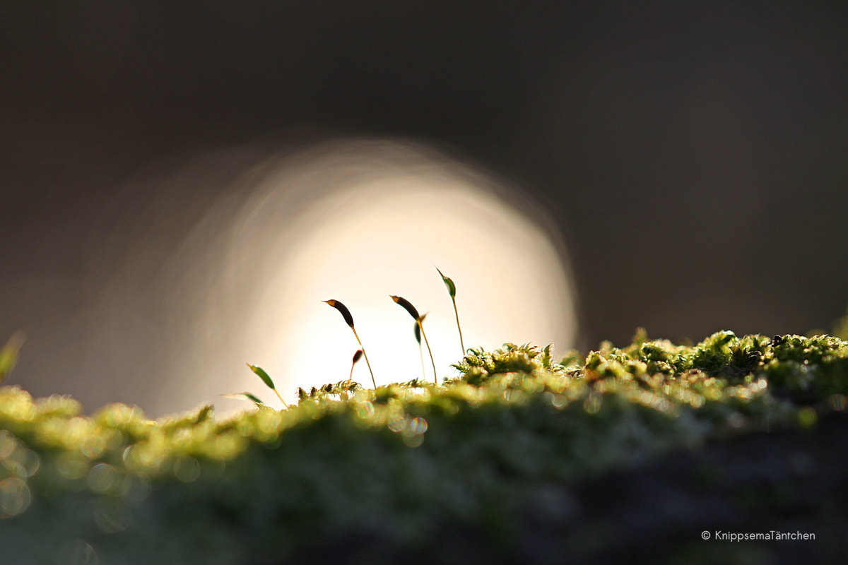Sigma 105mm F2.8 EX DG OS HSM sample photo. ... moss. photography