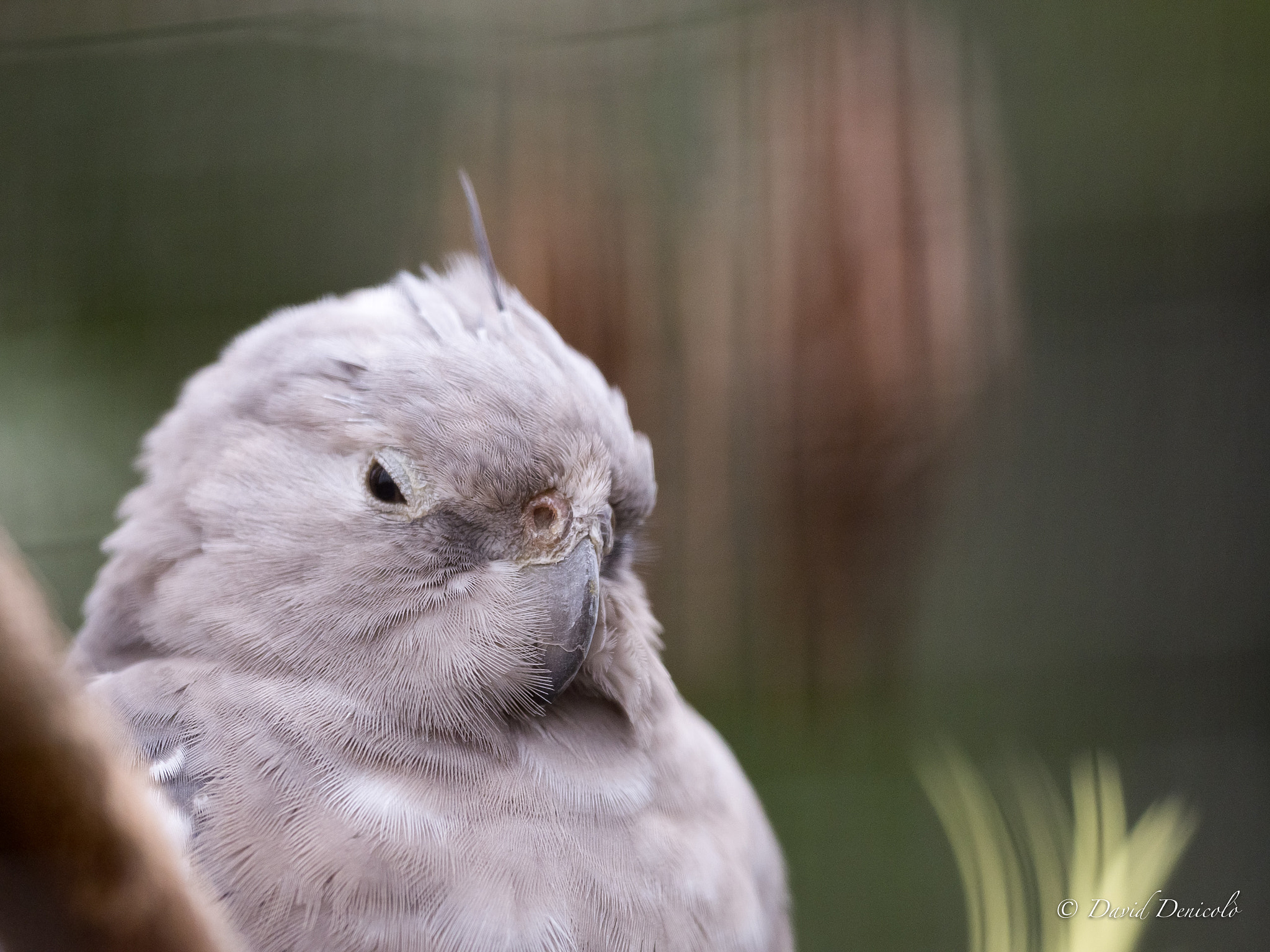 Olympus OM-D E-M1 Mark II + OLYMPUS M.300mm F4.0 sample photo. Cockatiel bird female photography