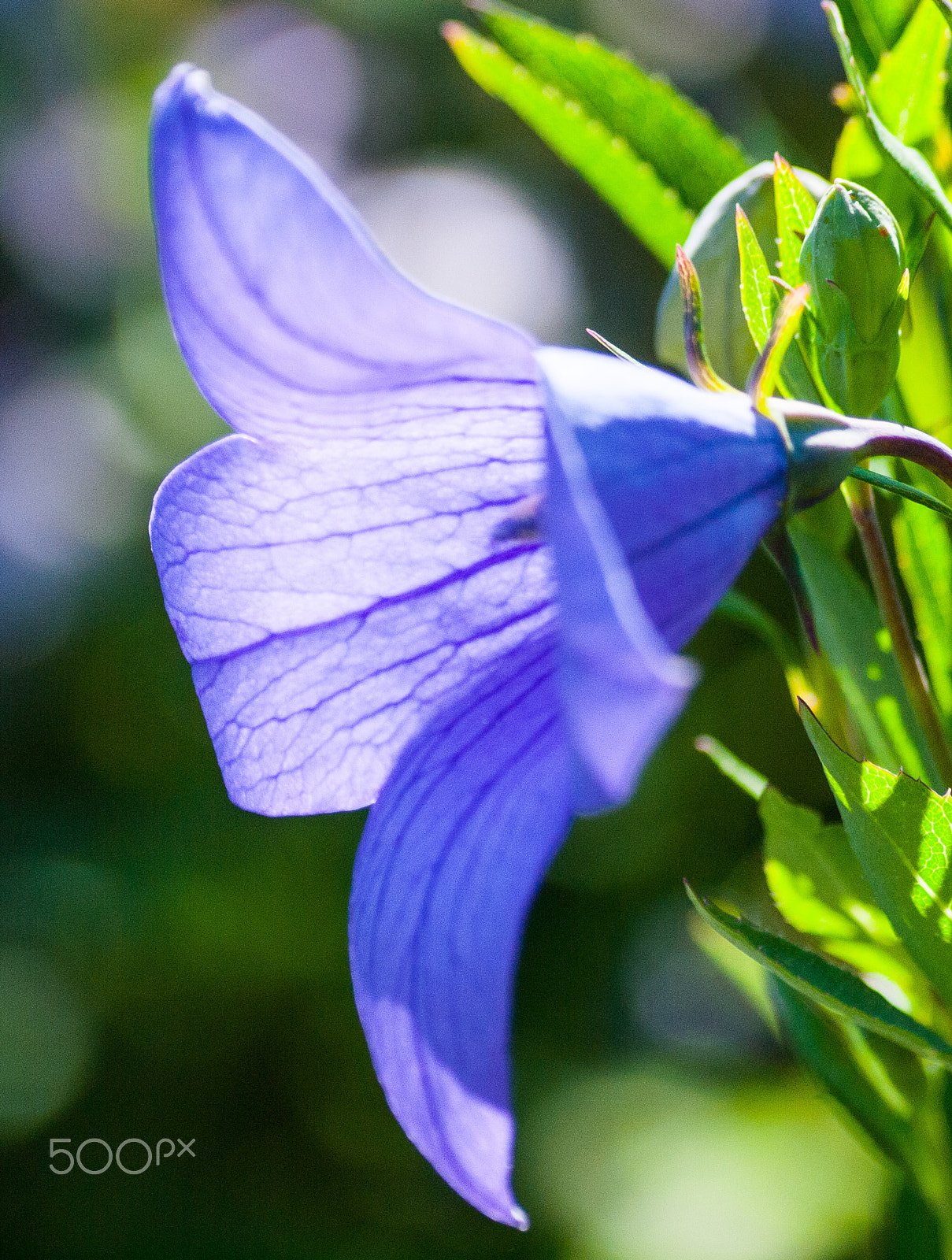 Olympus E-620 (EVOLT E-620) sample photo. Deep purple tissue flower photography