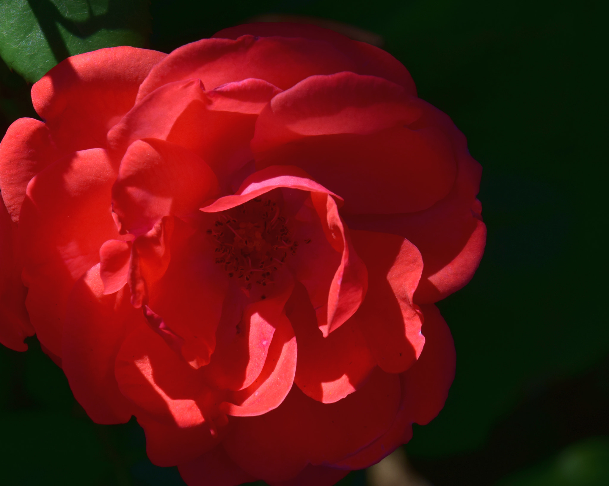 Nikon AF-S DX Micro-Nikkor 85mm F3.5G ED VR sample photo. Rose details photography