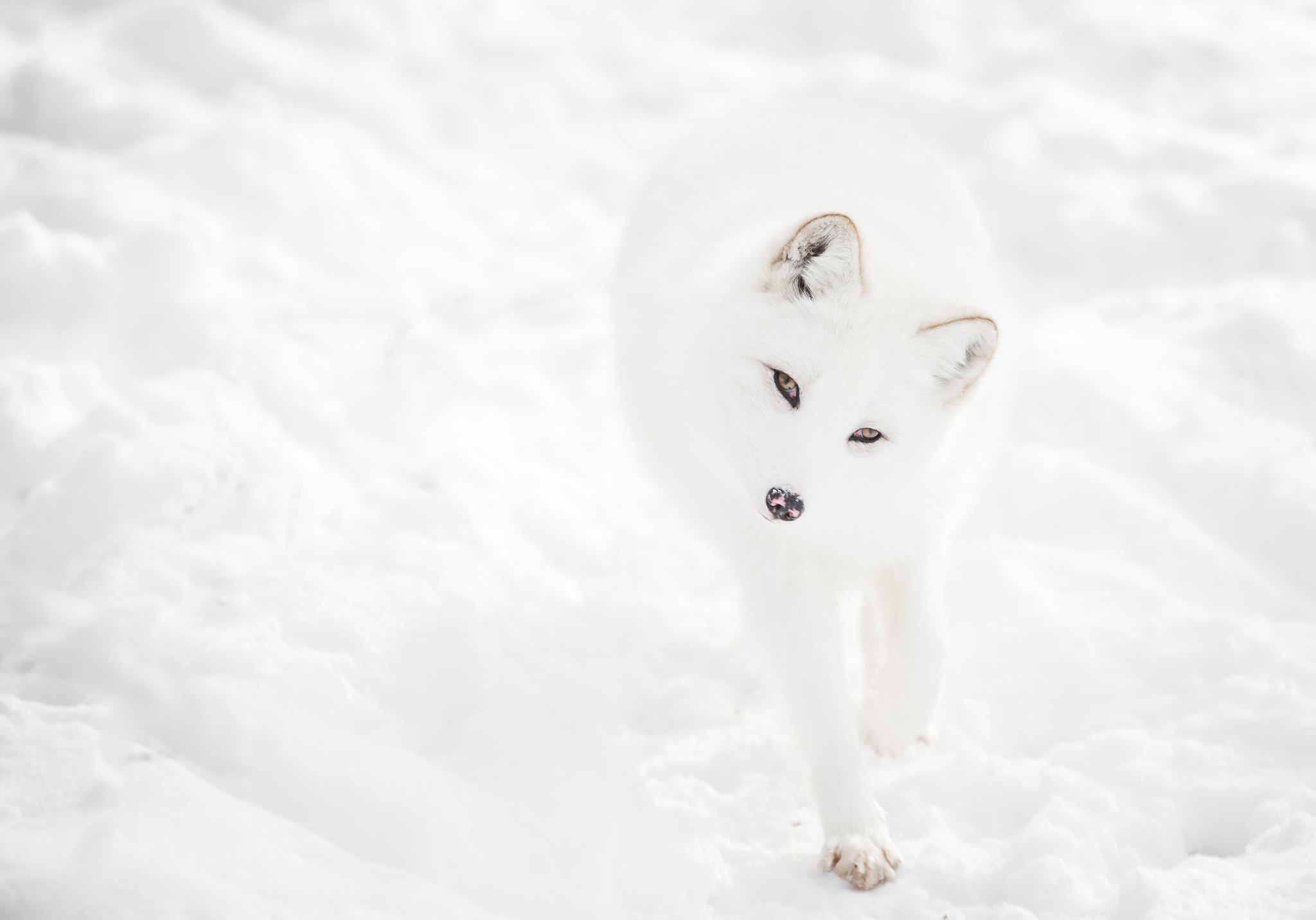 Nikon D600 + Nikon AF-S Nikkor 300mm F4D ED-IF sample photo. Arctic stroll photography