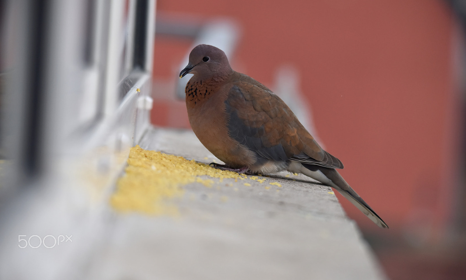 Sigma 150-500mm F5-6.3 DG OS HSM sample photo. Dowe photography