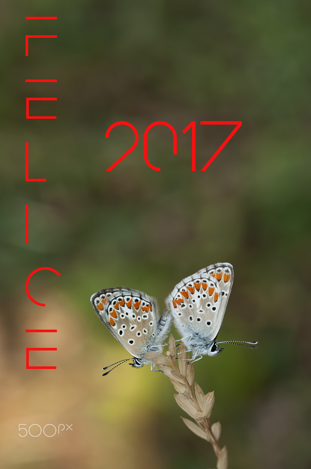 Sigma 150mm F2.8 EX DG Macro HSM sample photo. _________happynewyear! photography