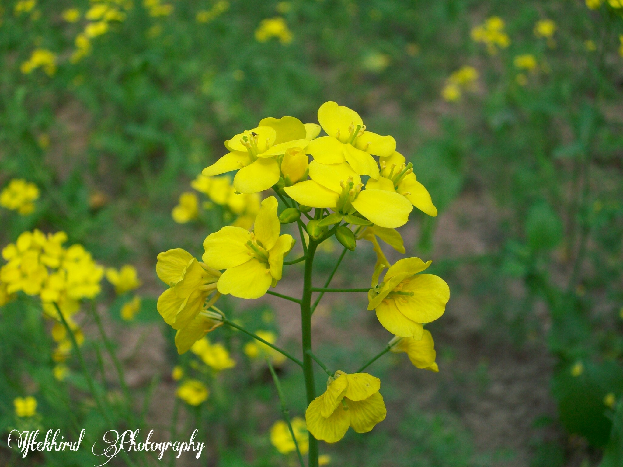 Kodak EASYSHARE M1063 DIGITAL CAMERA sample photo. Mustard flower  photography