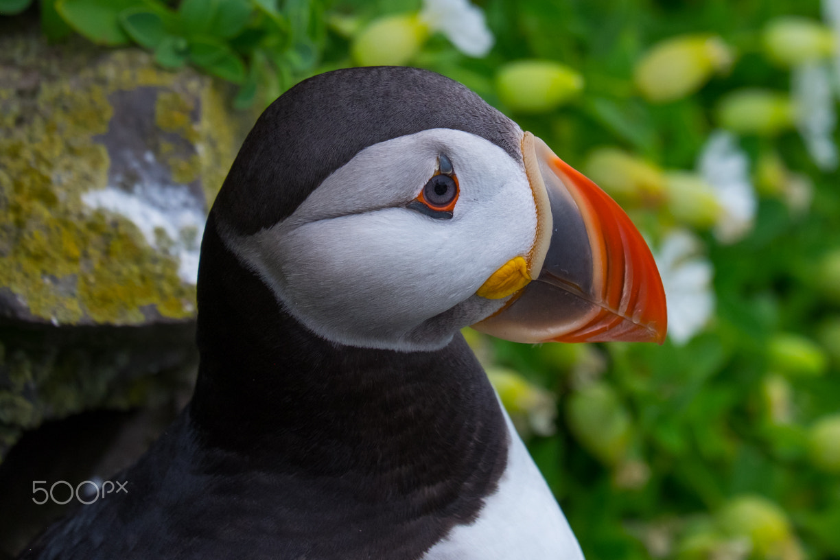Fujifilm X-T1 + Fujifilm XC 50-230mm F4.5-6.7 OIS sample photo. Puffin portrait photography
