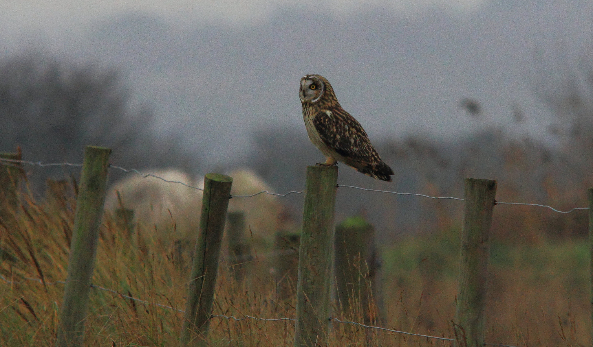 Sigma 150-500mm F5-6.3 DG OS HSM sample photo. Short eared owl photography
