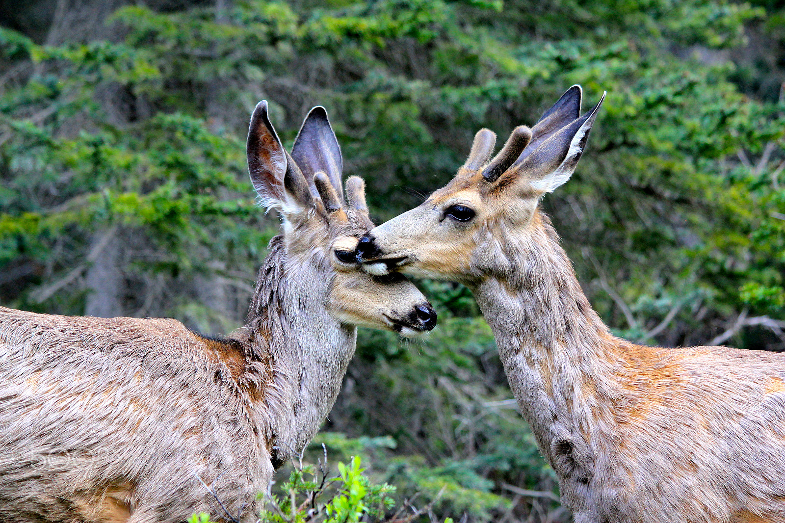 Canon EF 70-300mm F4-5.6 IS USM sample photo. Unconditional love photography