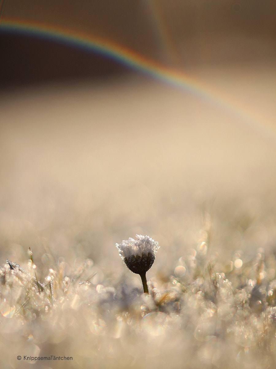 Sigma 105mm F2.8 EX DG OS HSM sample photo. ... rainbow for daisy. photography