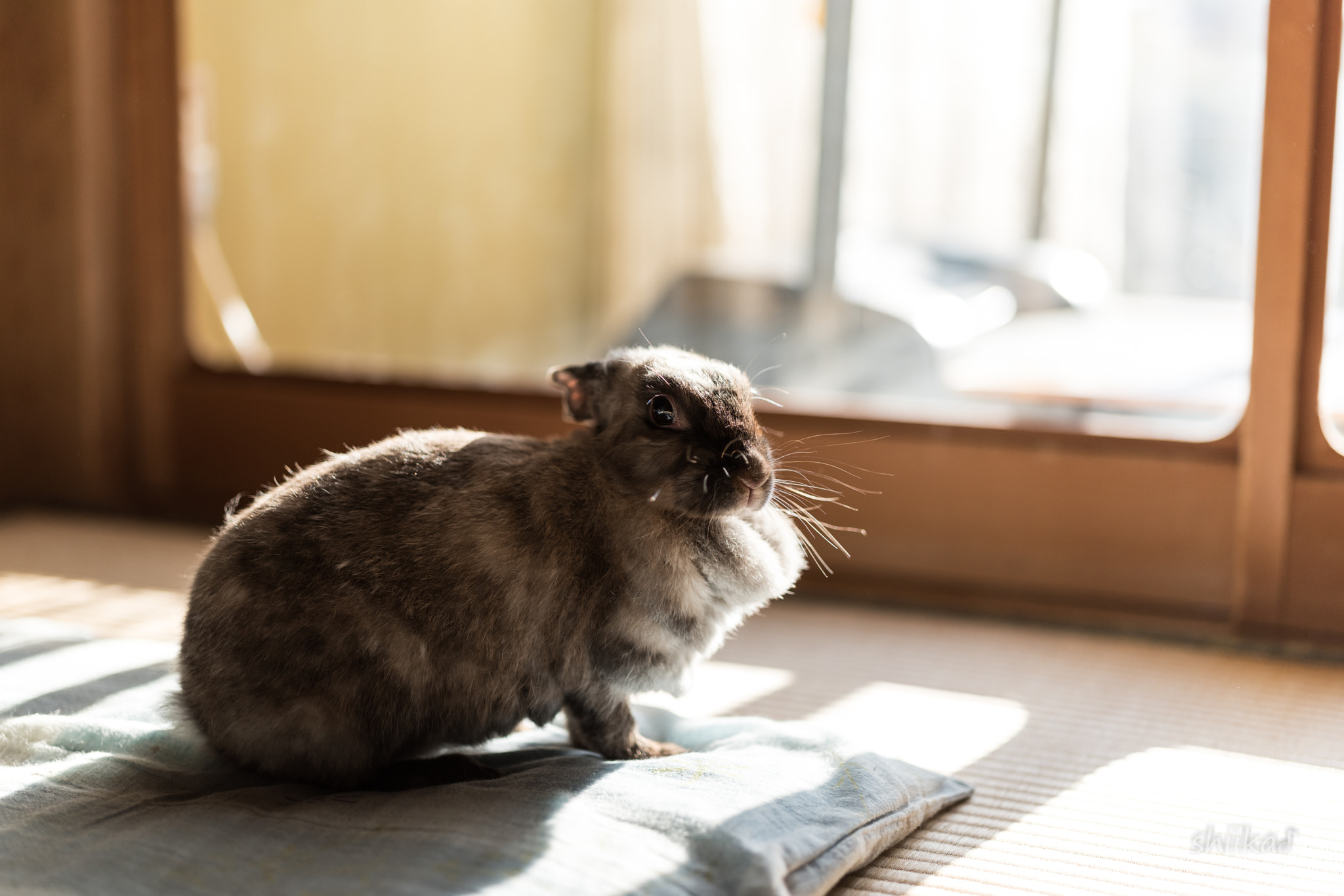 ZEISS Otus 55mm F1.4 sample photo. 日向ぼっこ photography