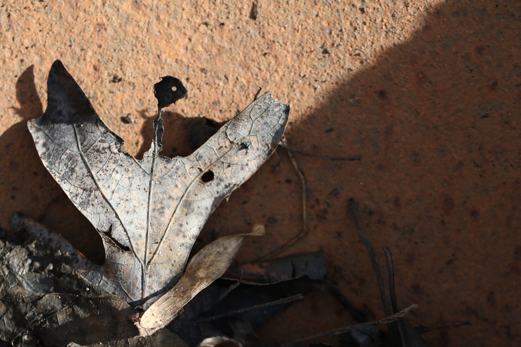Canon EF 100mm F2.8L Macro IS USM sample photo. Half past fall photography