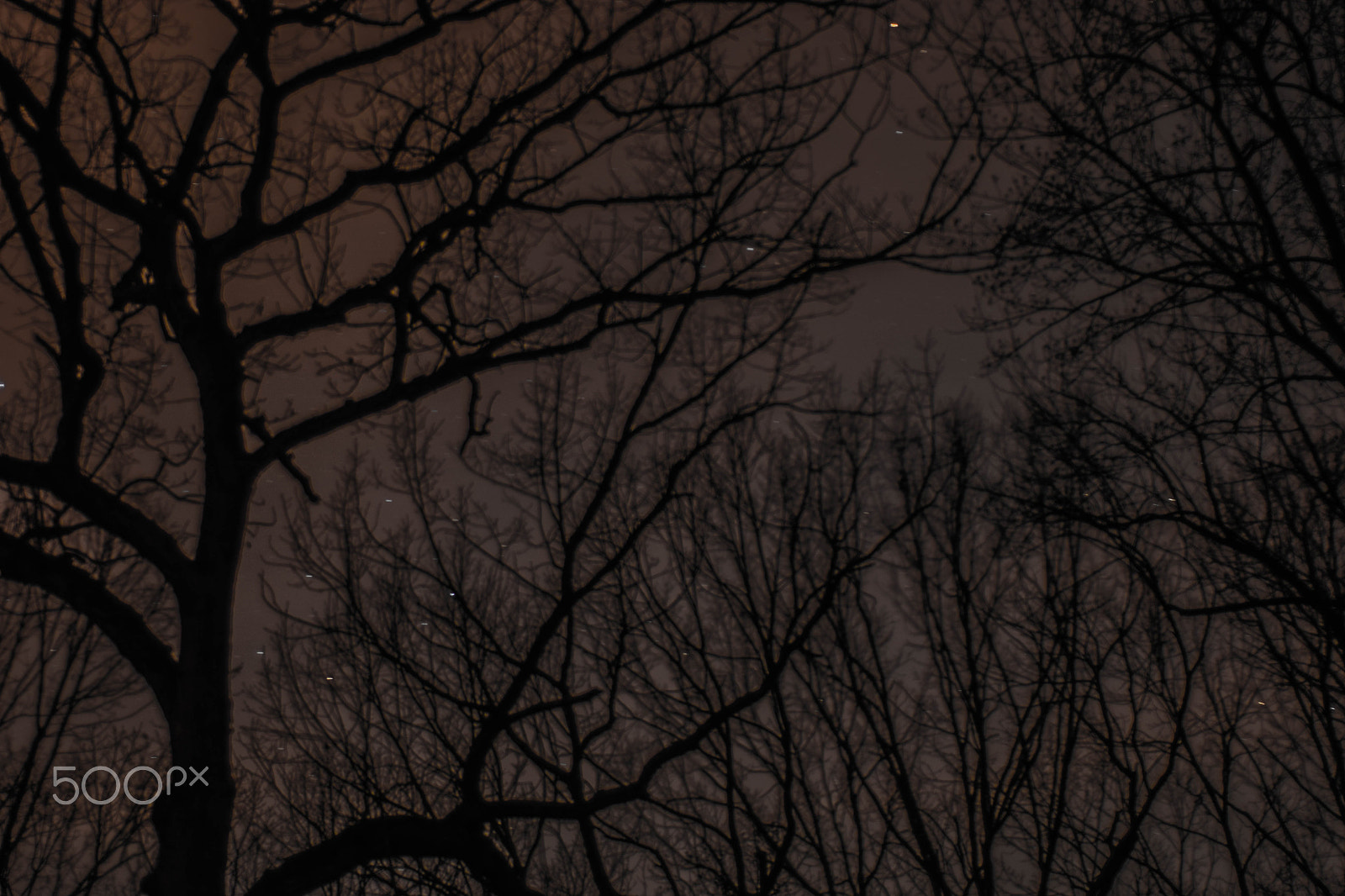 Nikon D5300 + Nikon AF Nikkor 50mm F1.8D sample photo. Night forest photography