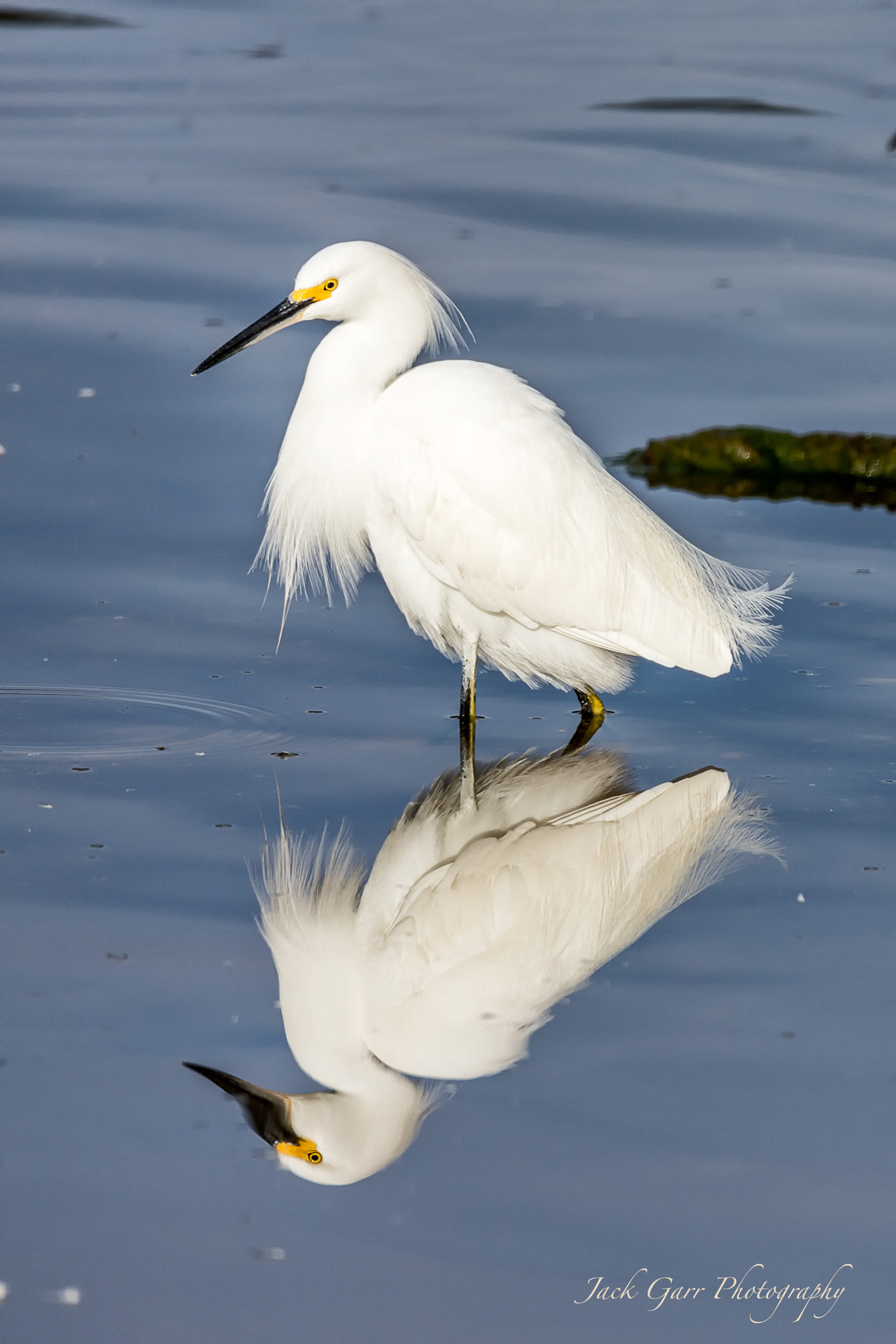 Canon EOS 5DS sample photo. Adult snowy egret photography