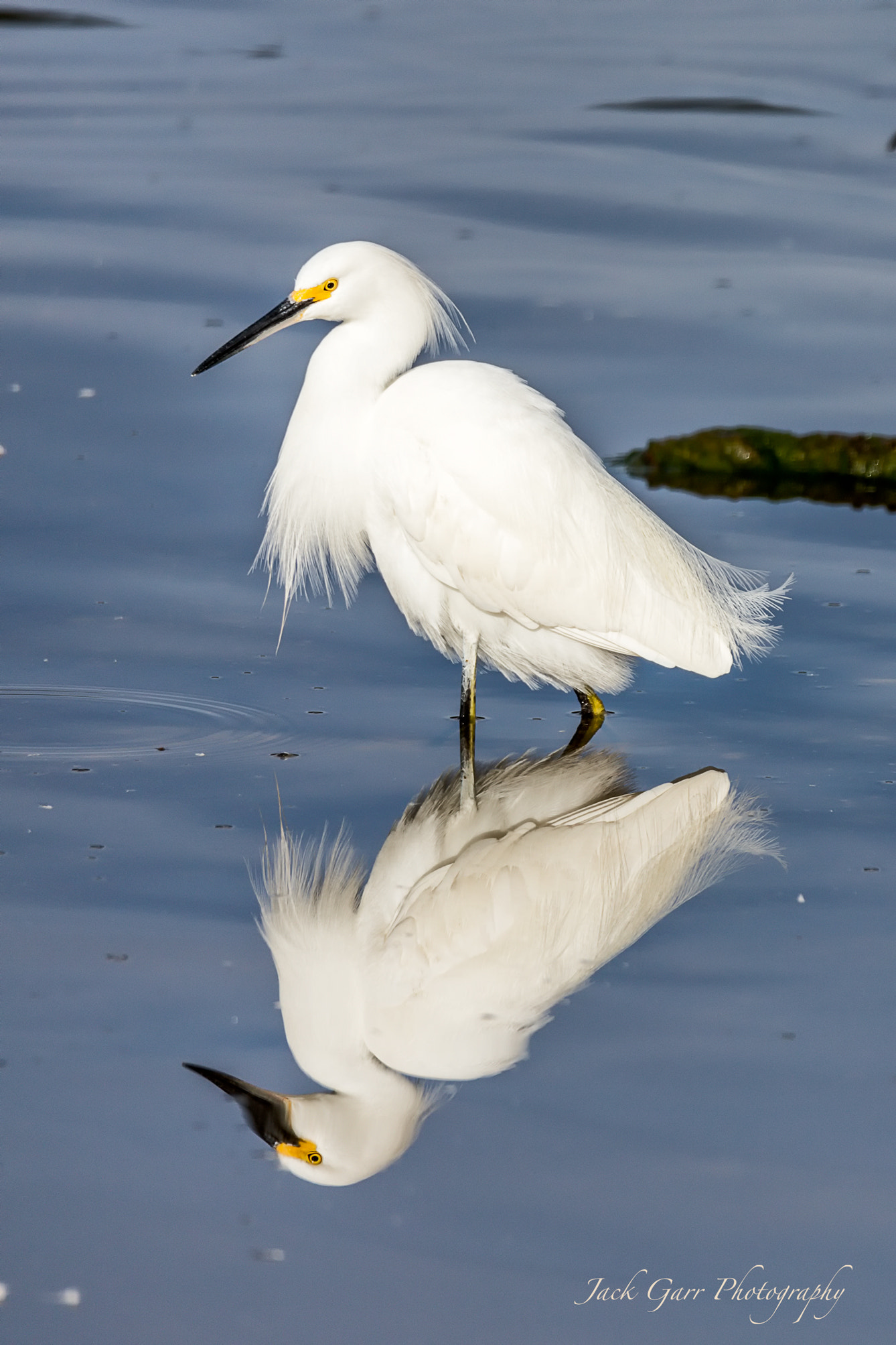 150-600mm F5-6.3 DG OS HSM | Sports 014 sample photo. Adult snowy egret photography