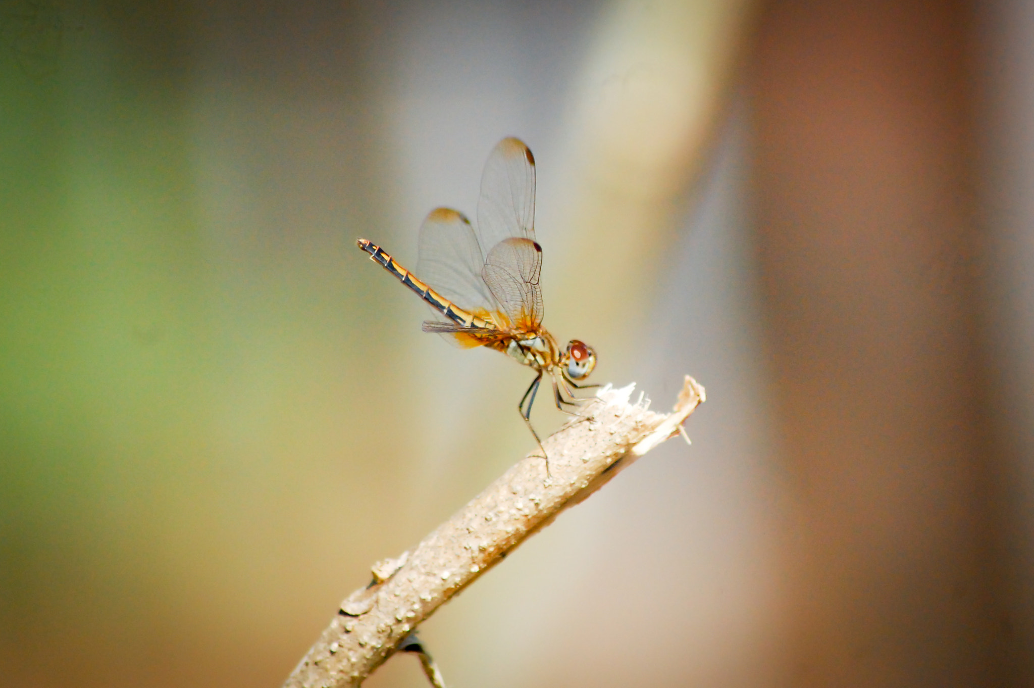 Nikon D40 sample photo. Dragonfly photography
