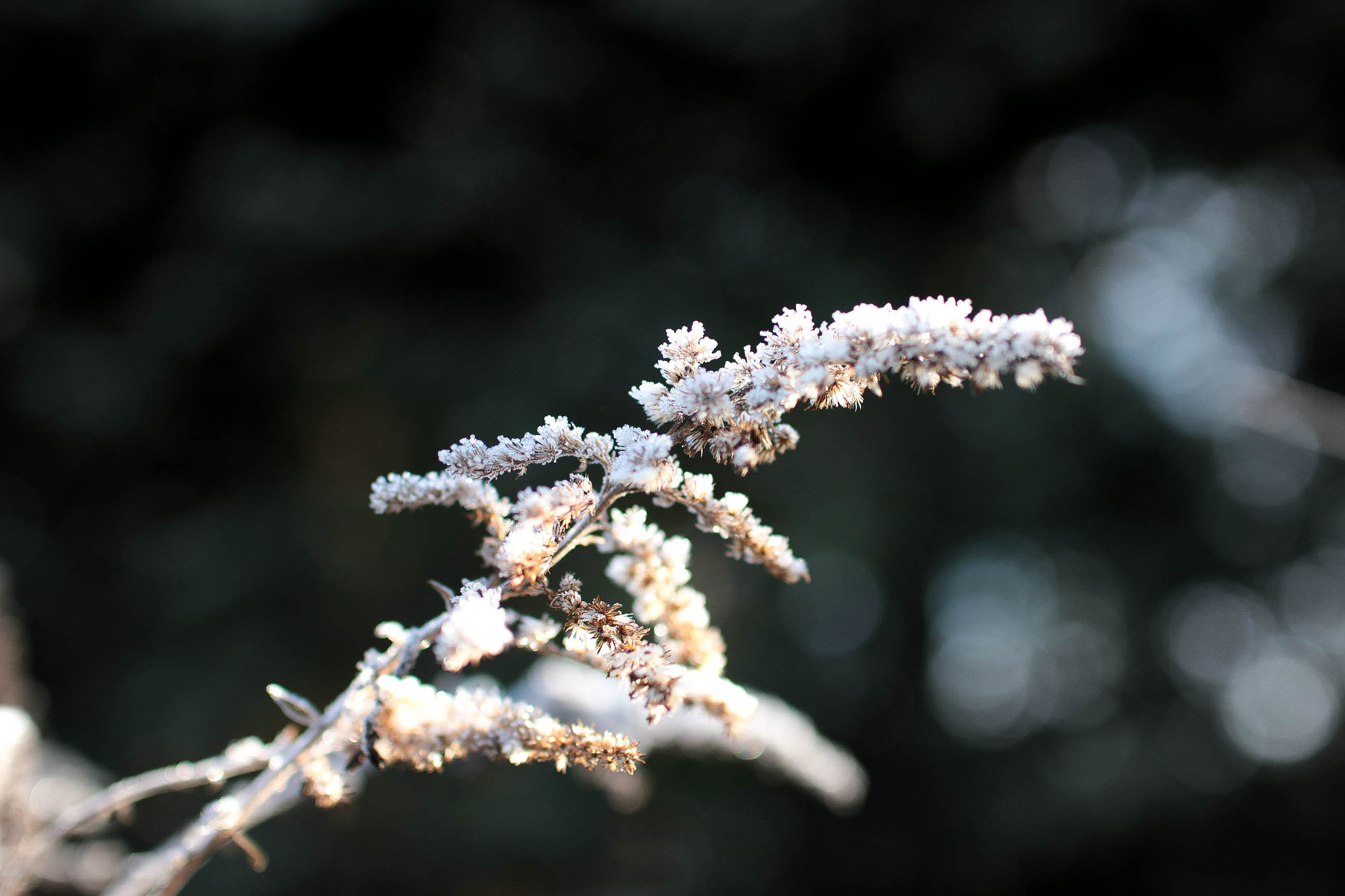 Canon EOS 700D (EOS Rebel T5i / EOS Kiss X7i) + Sigma 30mm F1.4 EX DC HSM sample photo. Frosty photography