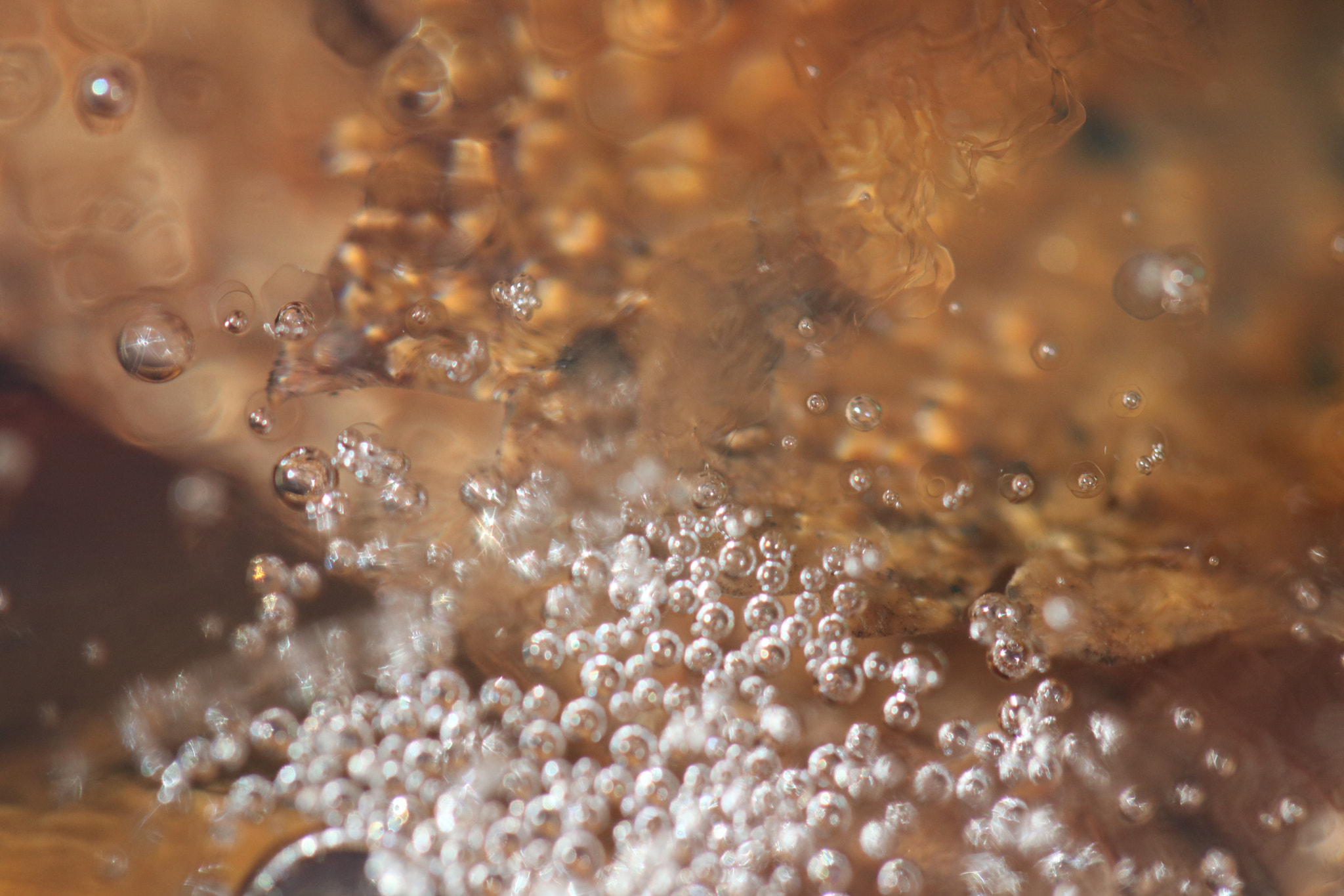 Canon EF 100mm F2.8L Macro IS USM sample photo. Nature's first green is gold... photography