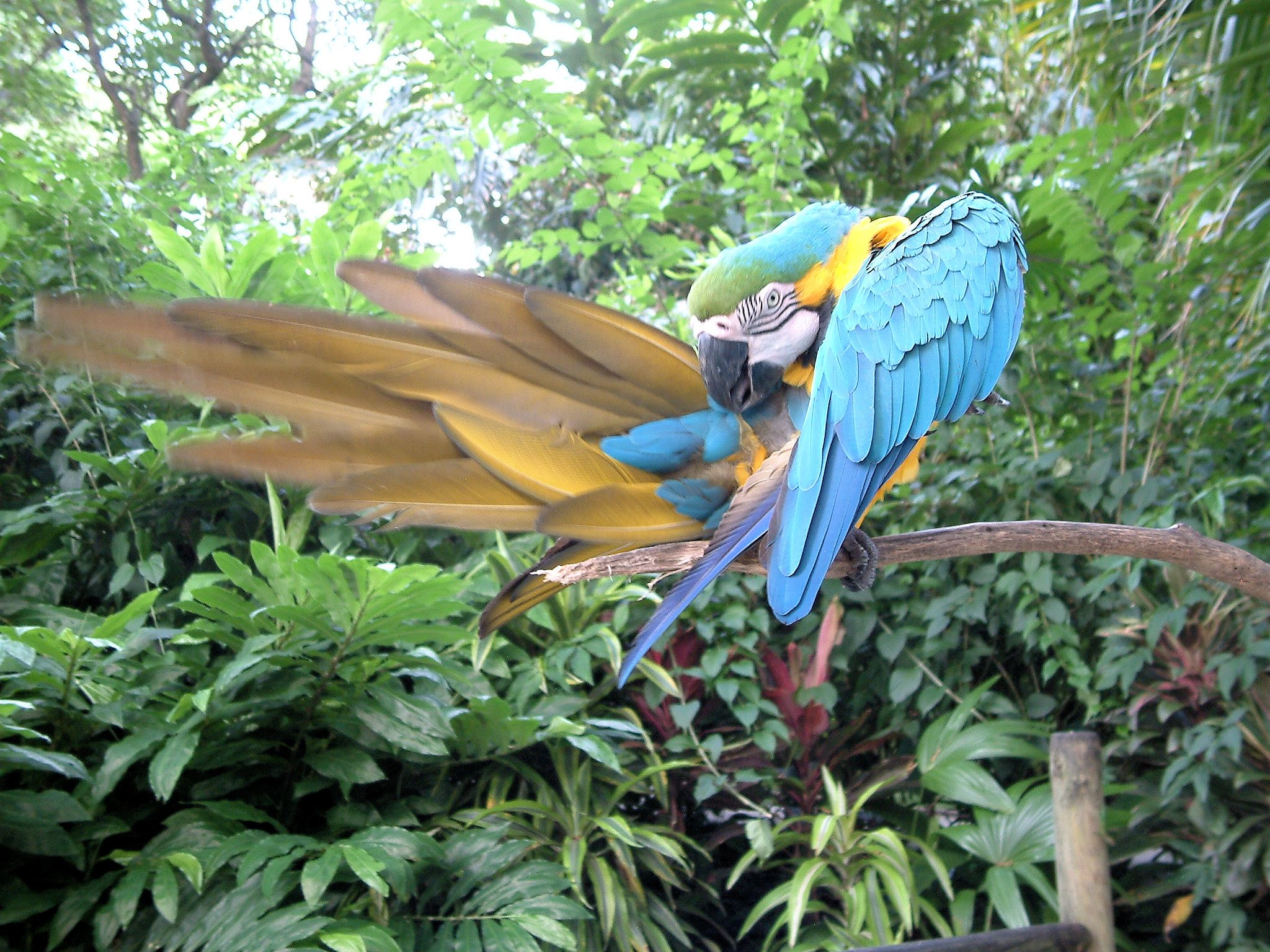 Fujifilm FinePix S602 ZOOM sample photo. Blue macaw photography