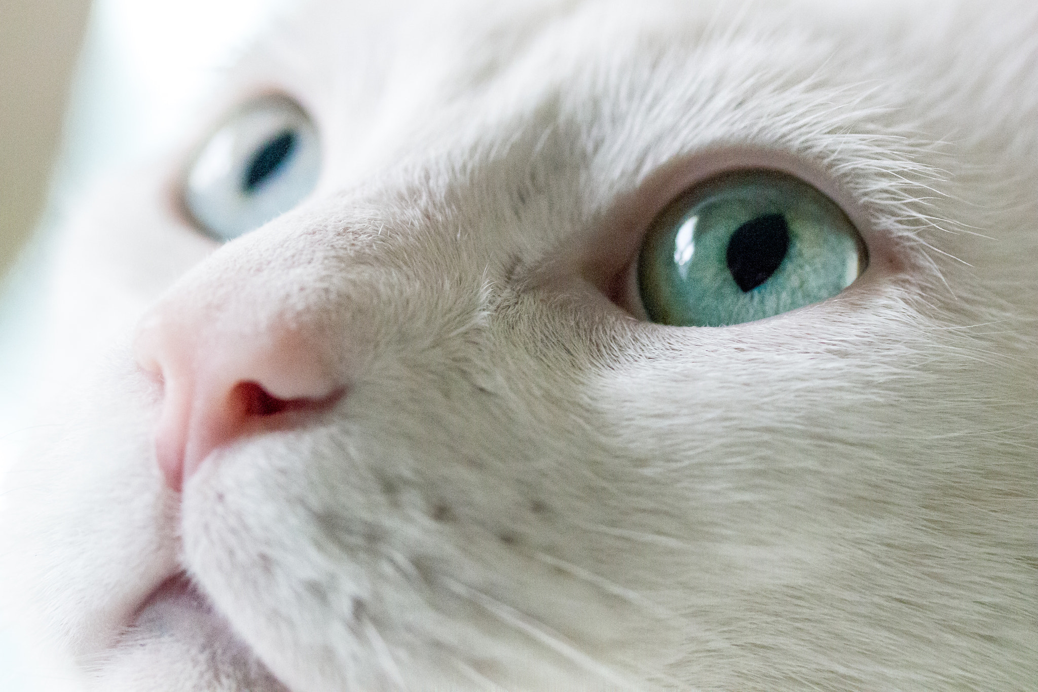 Canon EF-S 60mm F2.8 Macro USM sample photo. Curious gus photography