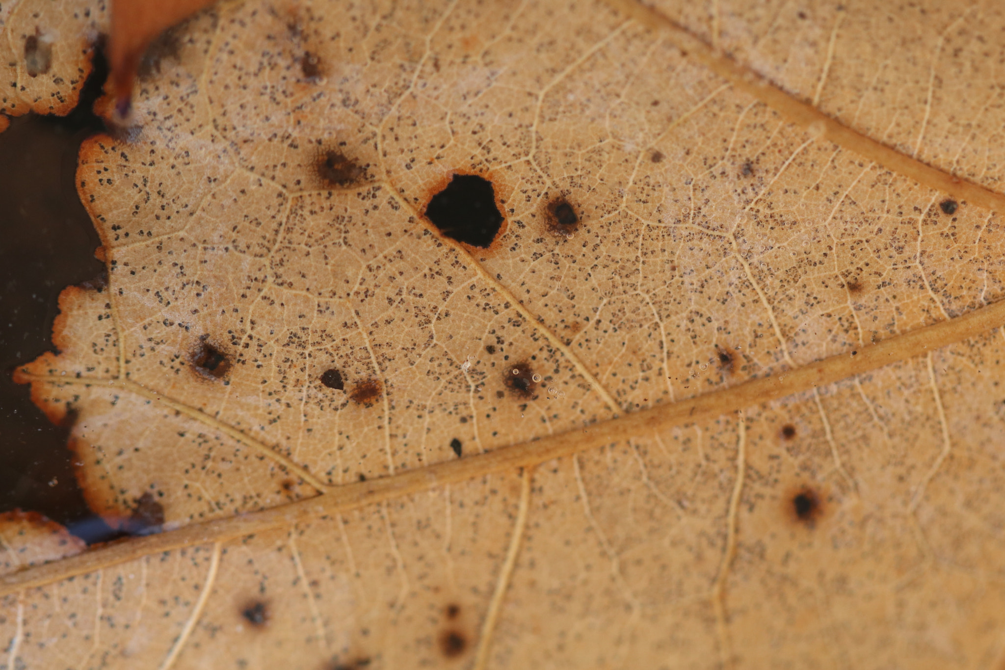 Canon EF 100mm F2.8L Macro IS USM sample photo. Lifes roadmap under ice photography