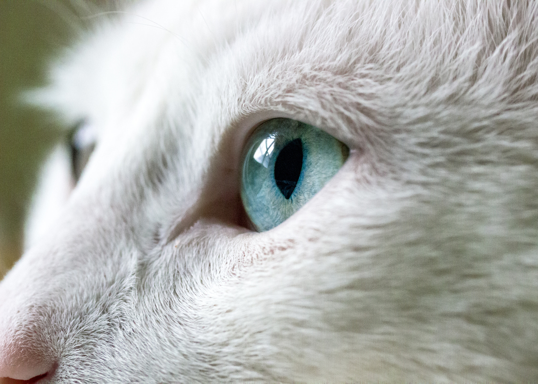 Canon EF-S 60mm F2.8 Macro USM sample photo. The eyes have it photography