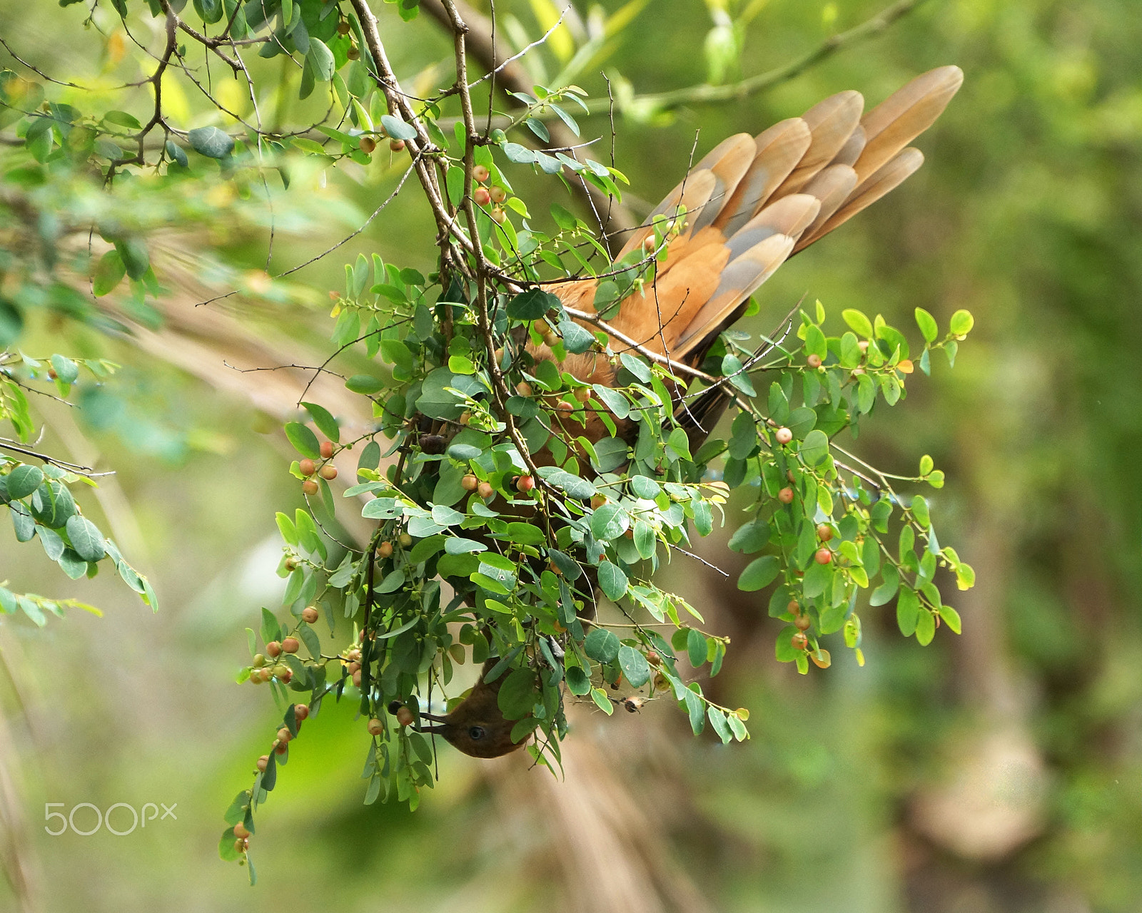 Sony E 18-200mm F3.5-6.3 OSS sample photo. The lesser eastern upside-down berry eater photography
