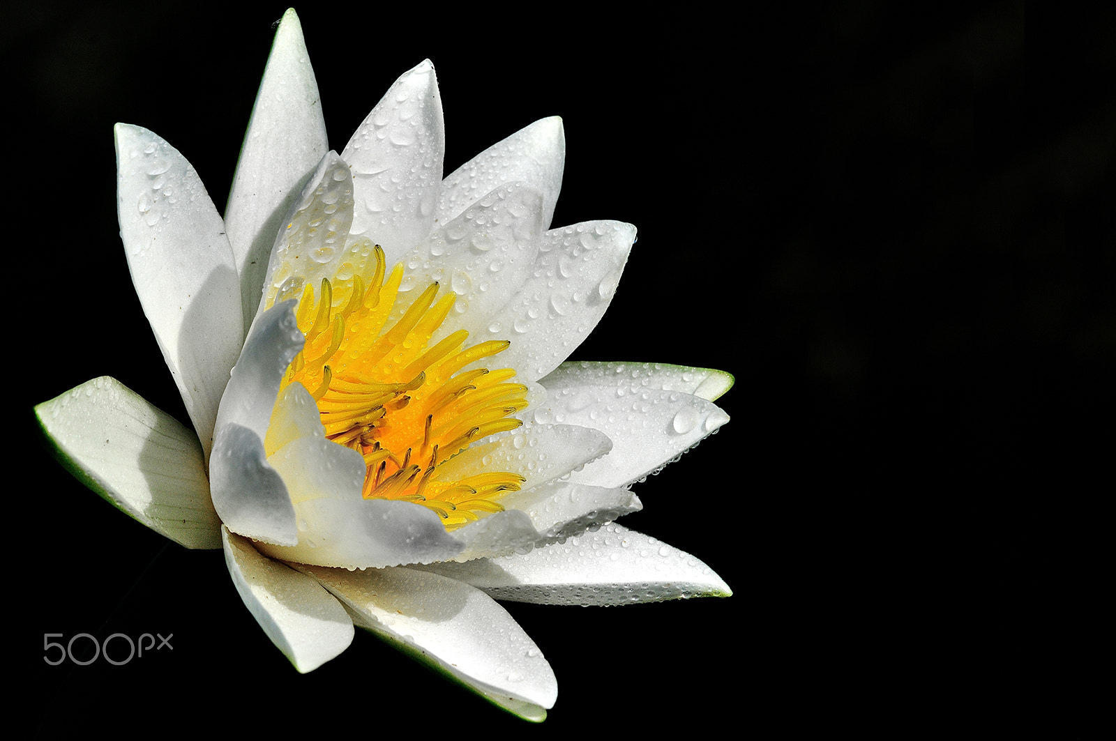 Nikon D300 + Sigma 150mm F2.8 EX DG Macro HSM sample photo. Waterlily photography