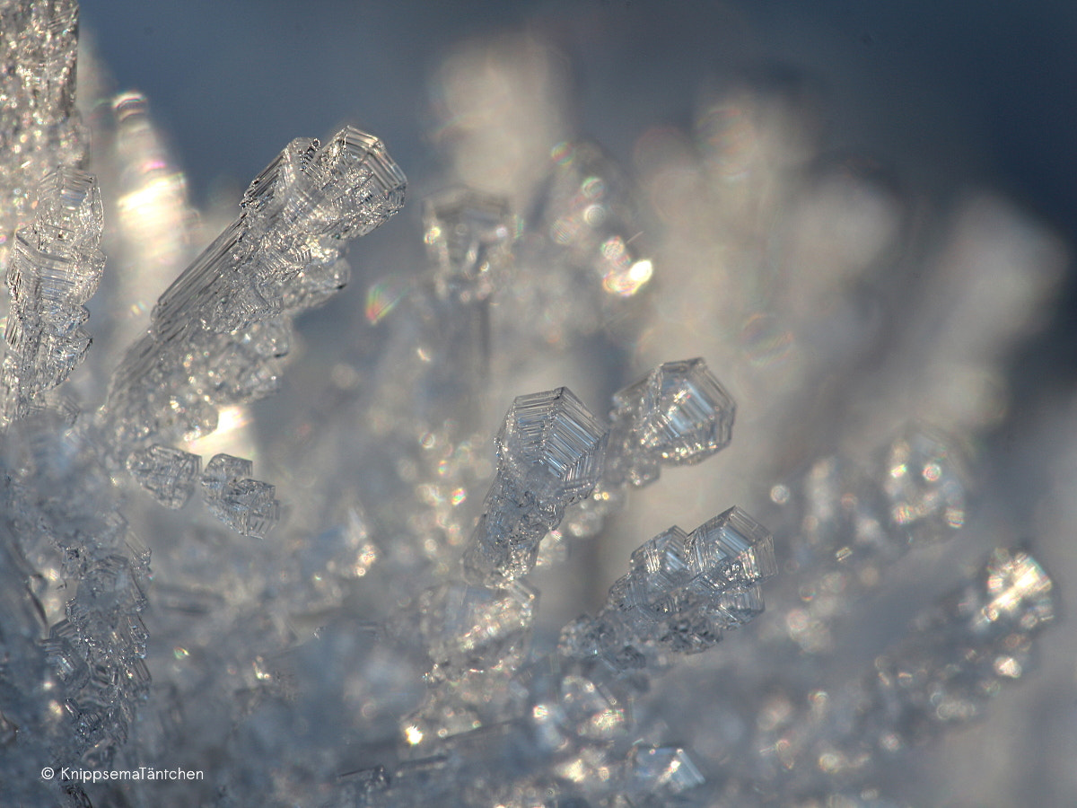 Sigma 105mm F2.8 EX DG OS HSM sample photo. ... frozen. photography