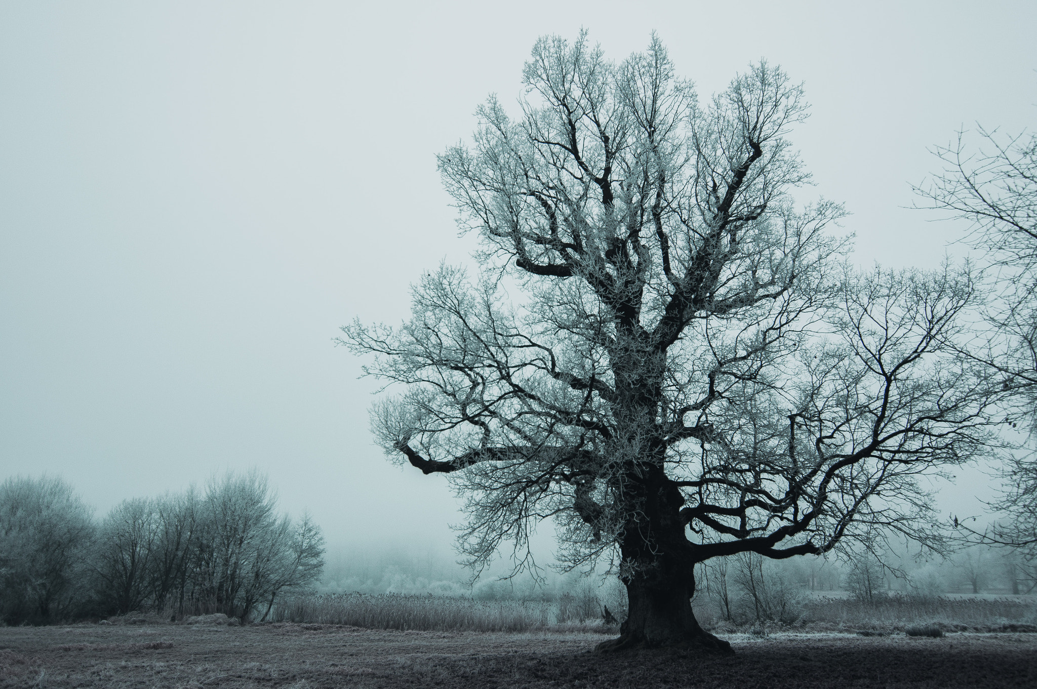 Sony Alpha DSLR-A580 + 20mm F2.8 sample photo. Big tree photography