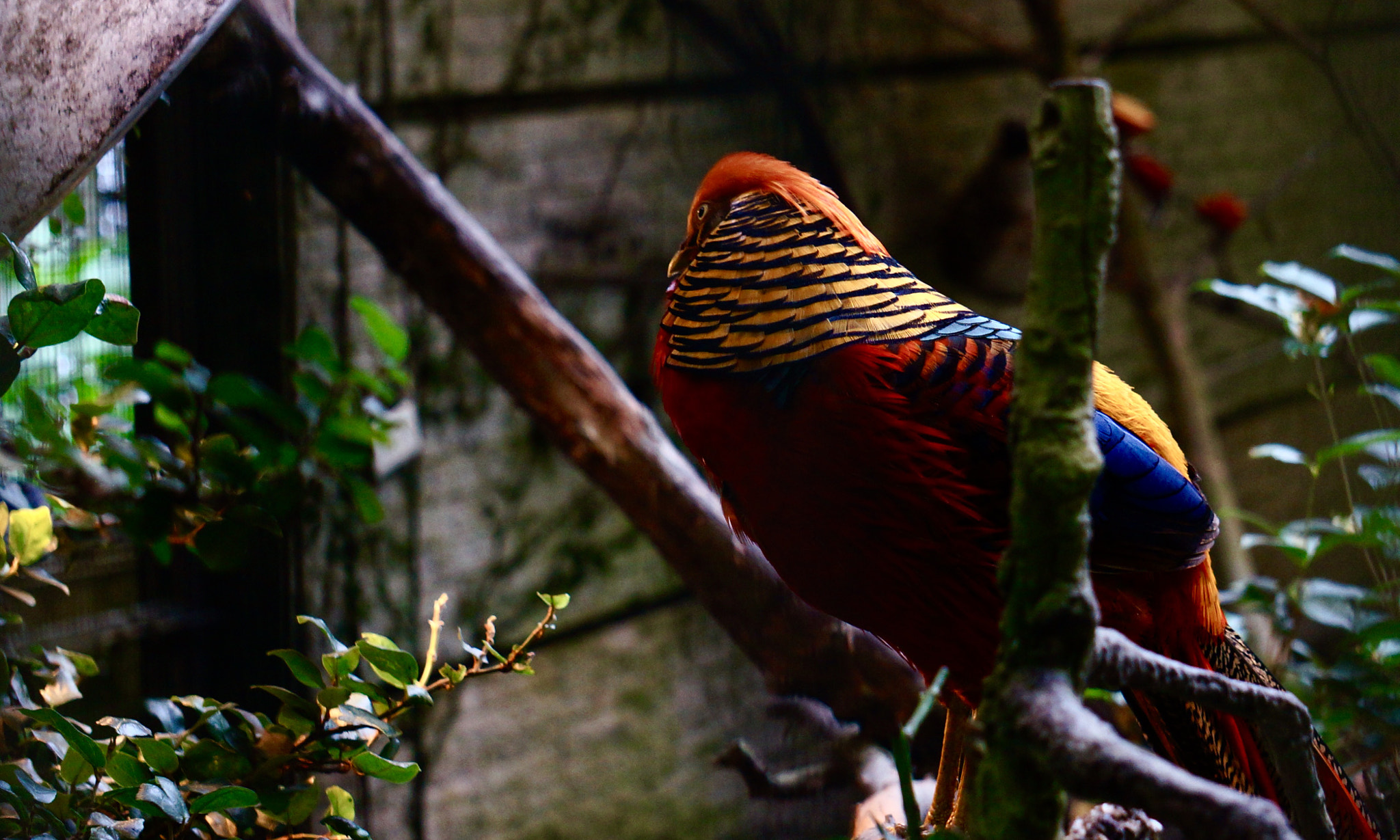 Sony E 55-210mm F4.5-6.3 OSS sample photo. New year new hope photography