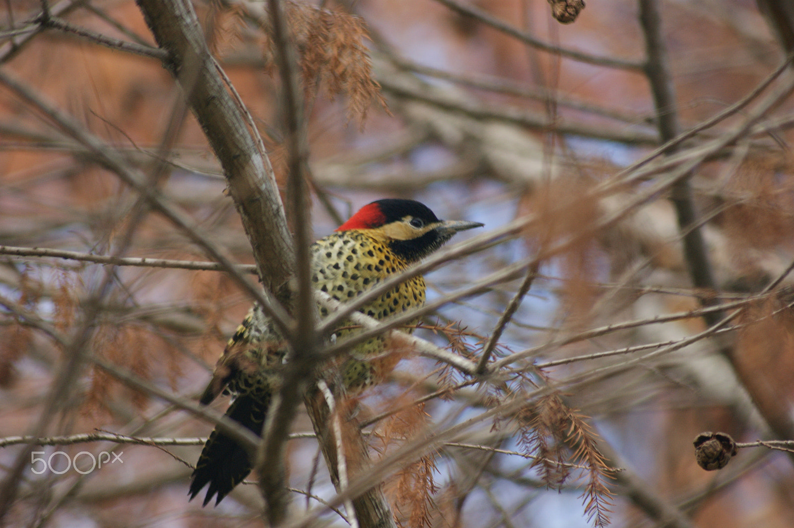 Sony Alpha DSLR-A350 + Sony DT 55-200mm F4-5.6 SAM sample photo. Carpinero photography