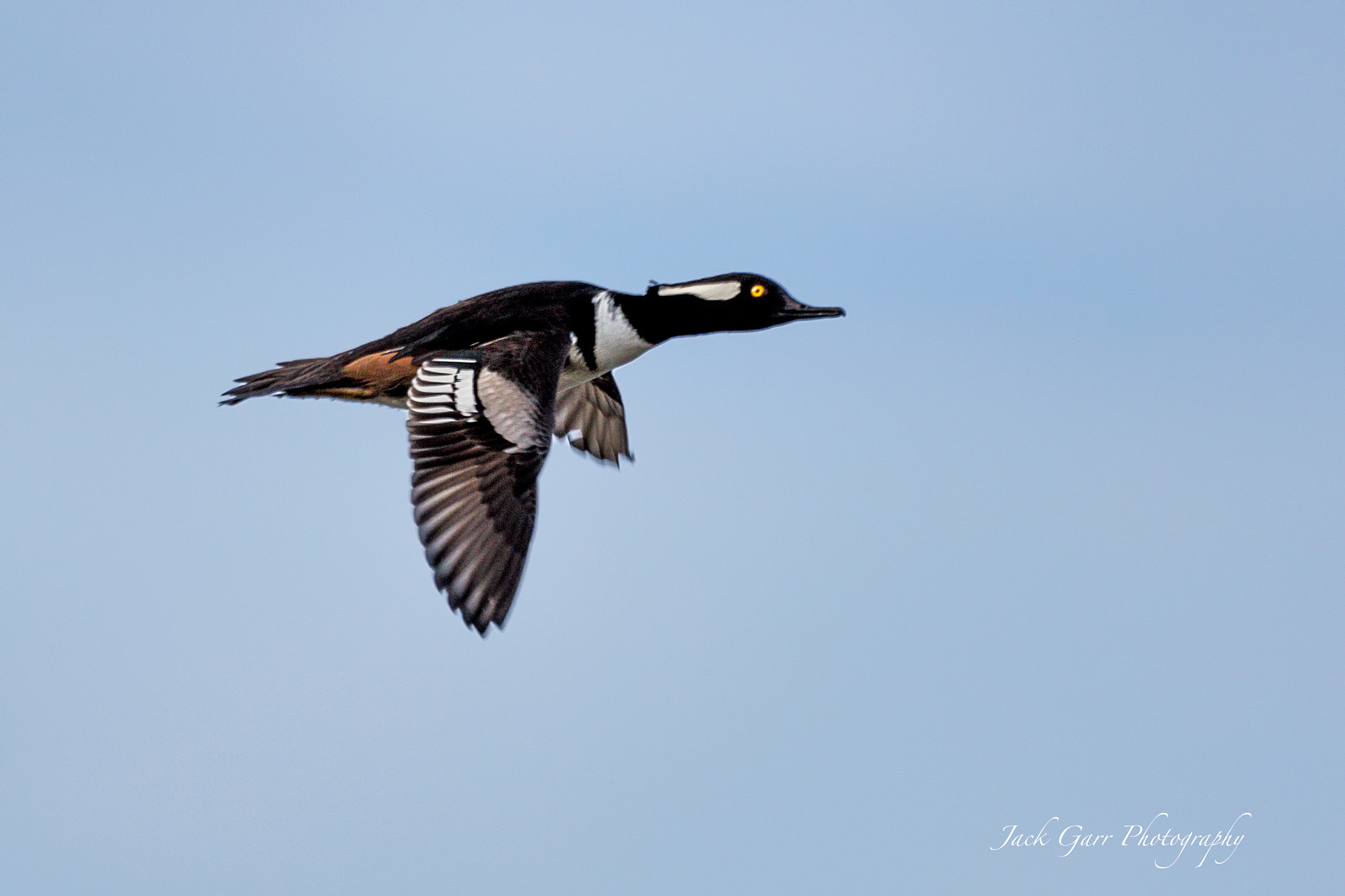 Canon EOS 5DS sample photo. Hooded merganser in flight photography